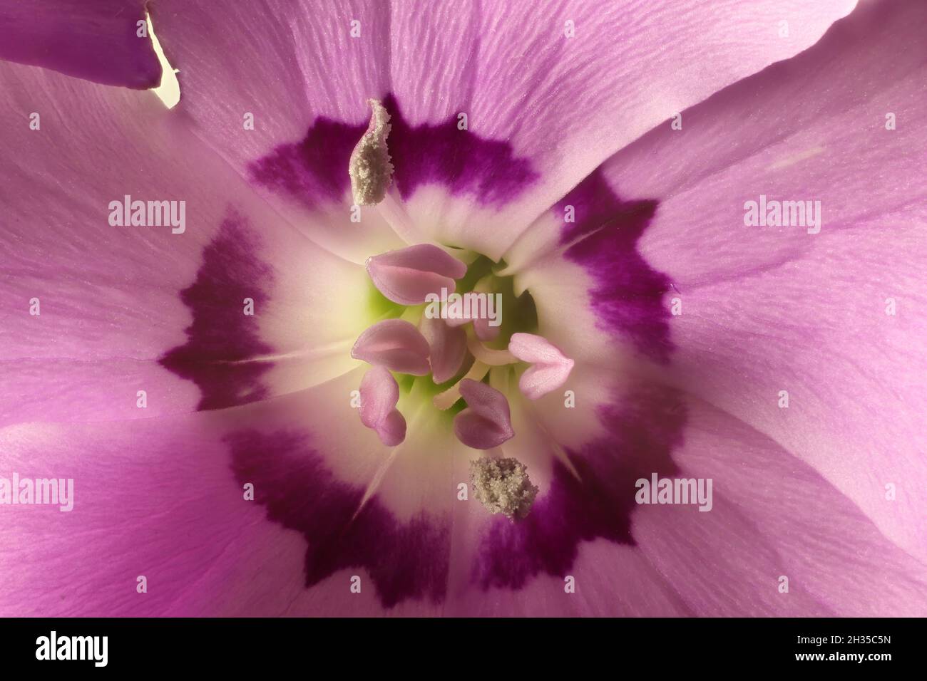 Macro vista del singolo Pink (Dianthus) fiore centro dettaglio Foto Stock