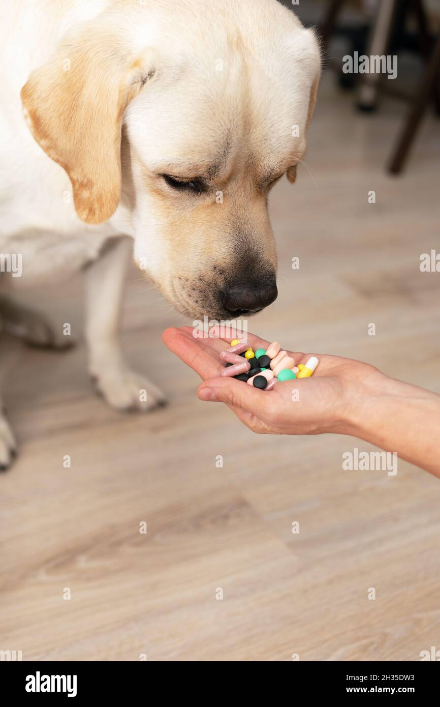 L'uomo tiene fuori una manciata di pillole multicolore nel palmo della sua mano al cane Labrador adulto. Concetto veterinario e di salute animale Foto Stock
