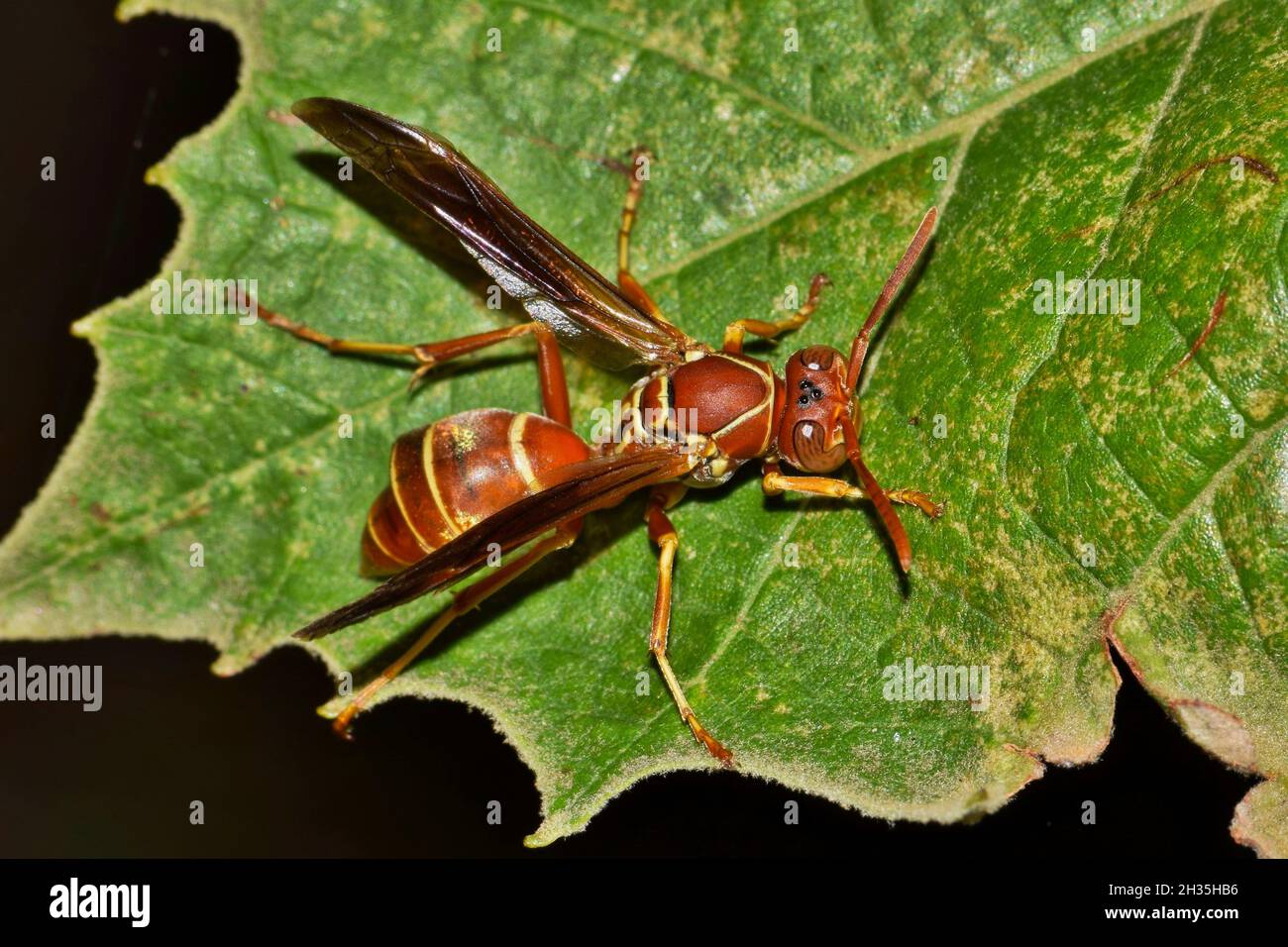 Carta Wasp (Polistes fuscatus) su una foglia di notte a Houston, Texas. Considerate creature benefiche come aiutano nell'impollinazione e mangiano insetti parassiti. Foto Stock