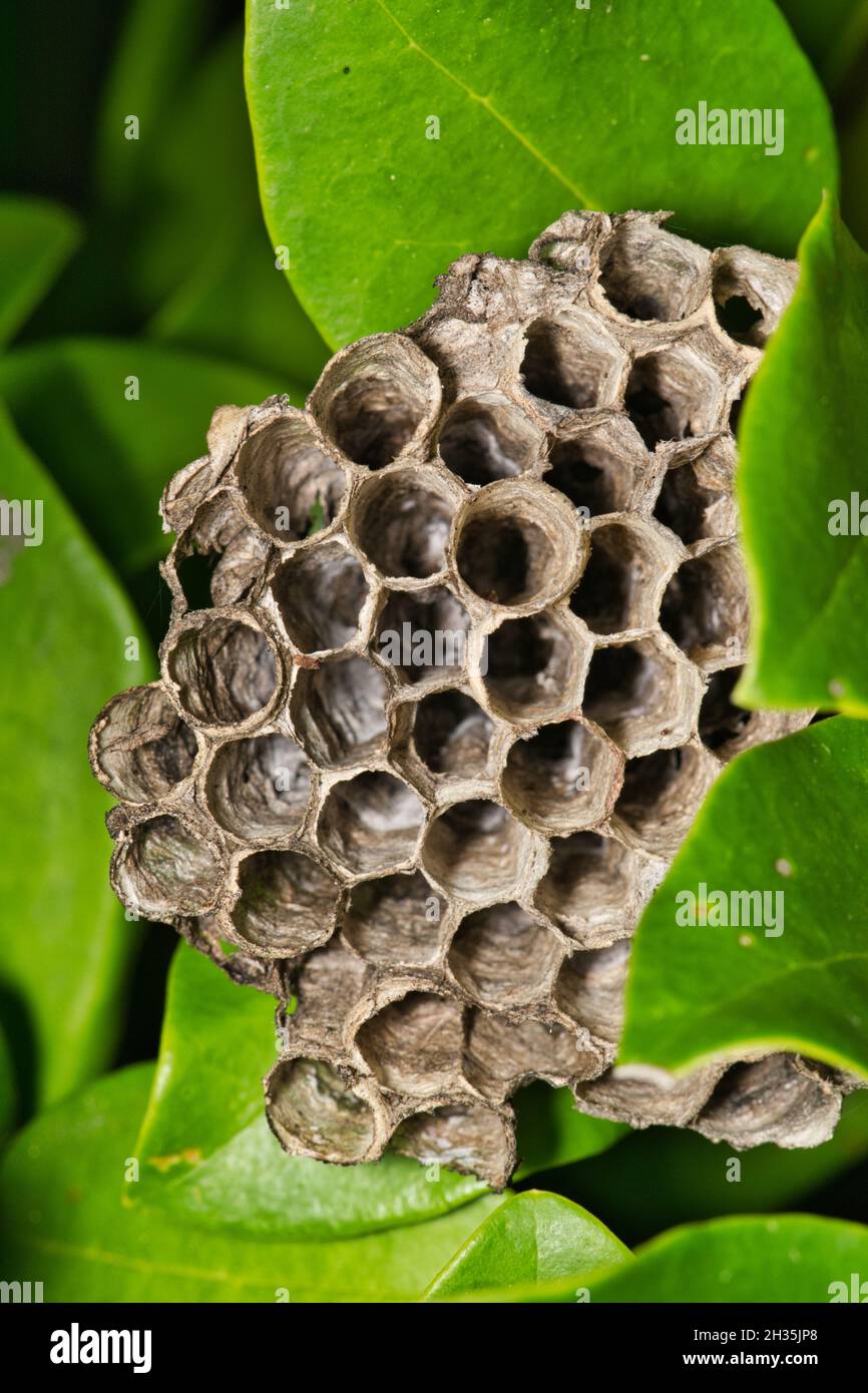 Carta Wasp (Polistes fuscatus) nido vescpiario nascosto in verde giardino gommoso. Foto Stock