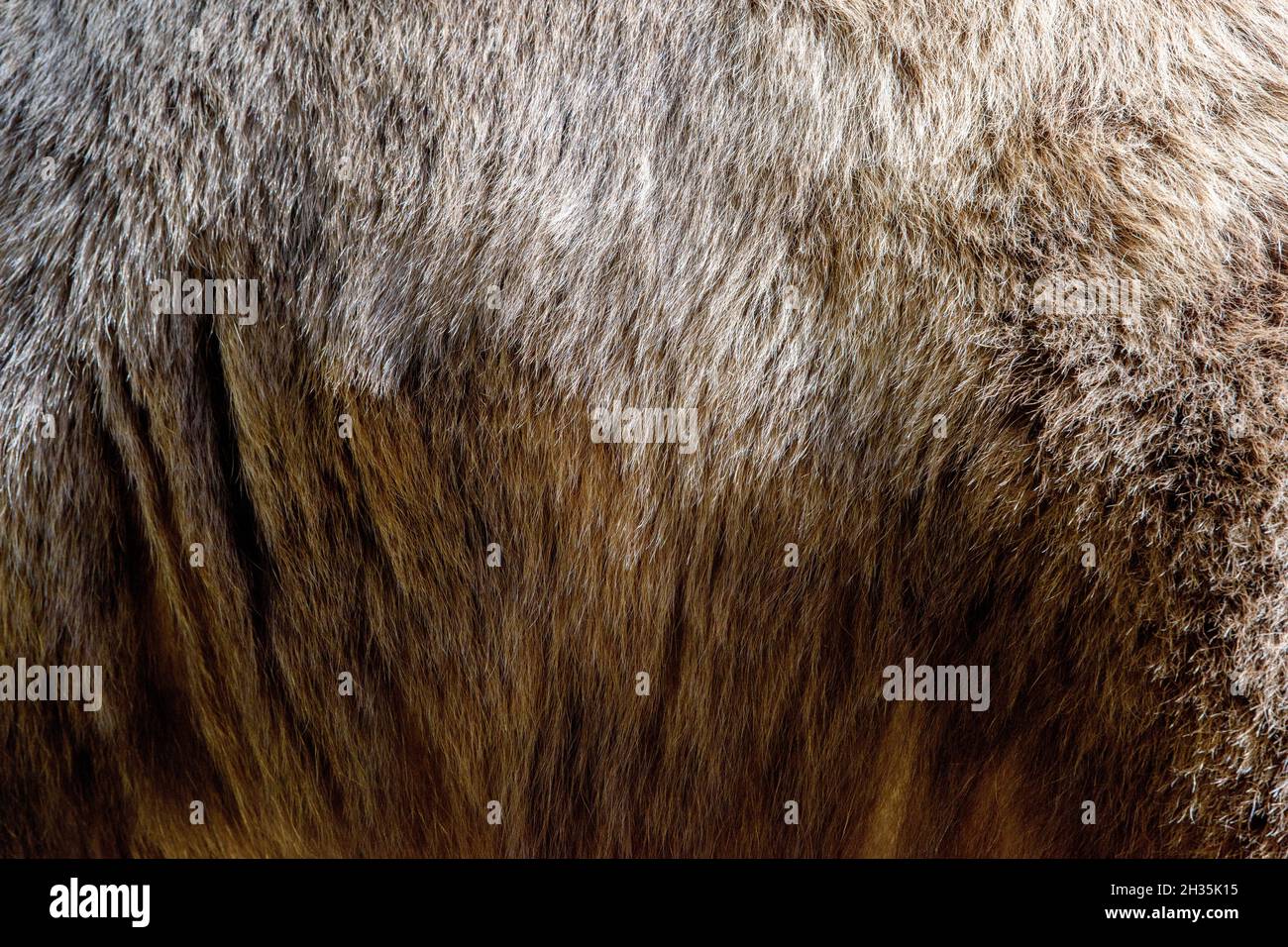 Close up vero orso bruno texture di pelliccia Foto Stock