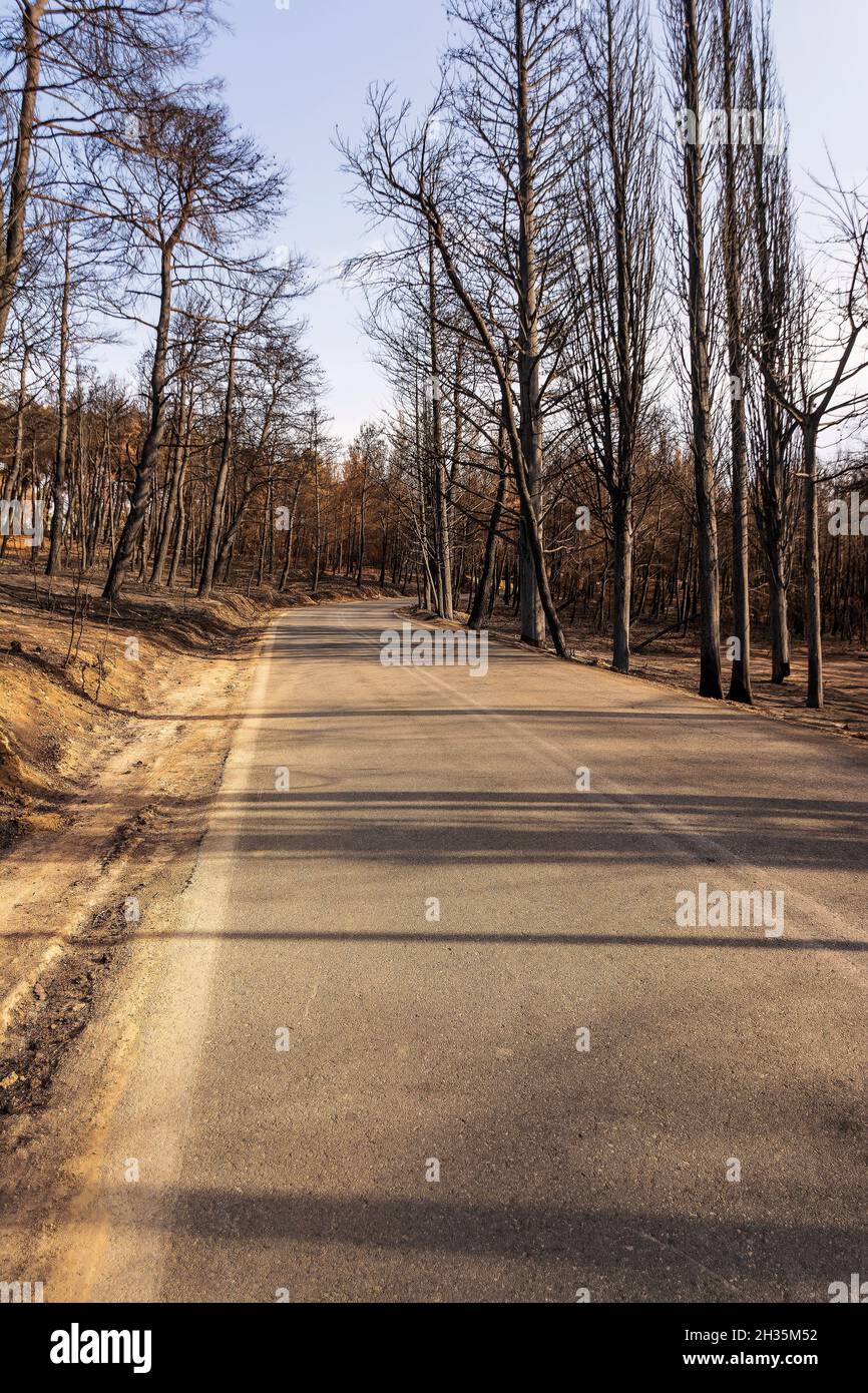 Strada forestale bruciata ad Attica, Grecia, dopo gli incendi boschivi del Monte Parnitha e dei distretti di Varympompi e Tatoi, all'inizio di agosto 2021. l'oa Foto Stock