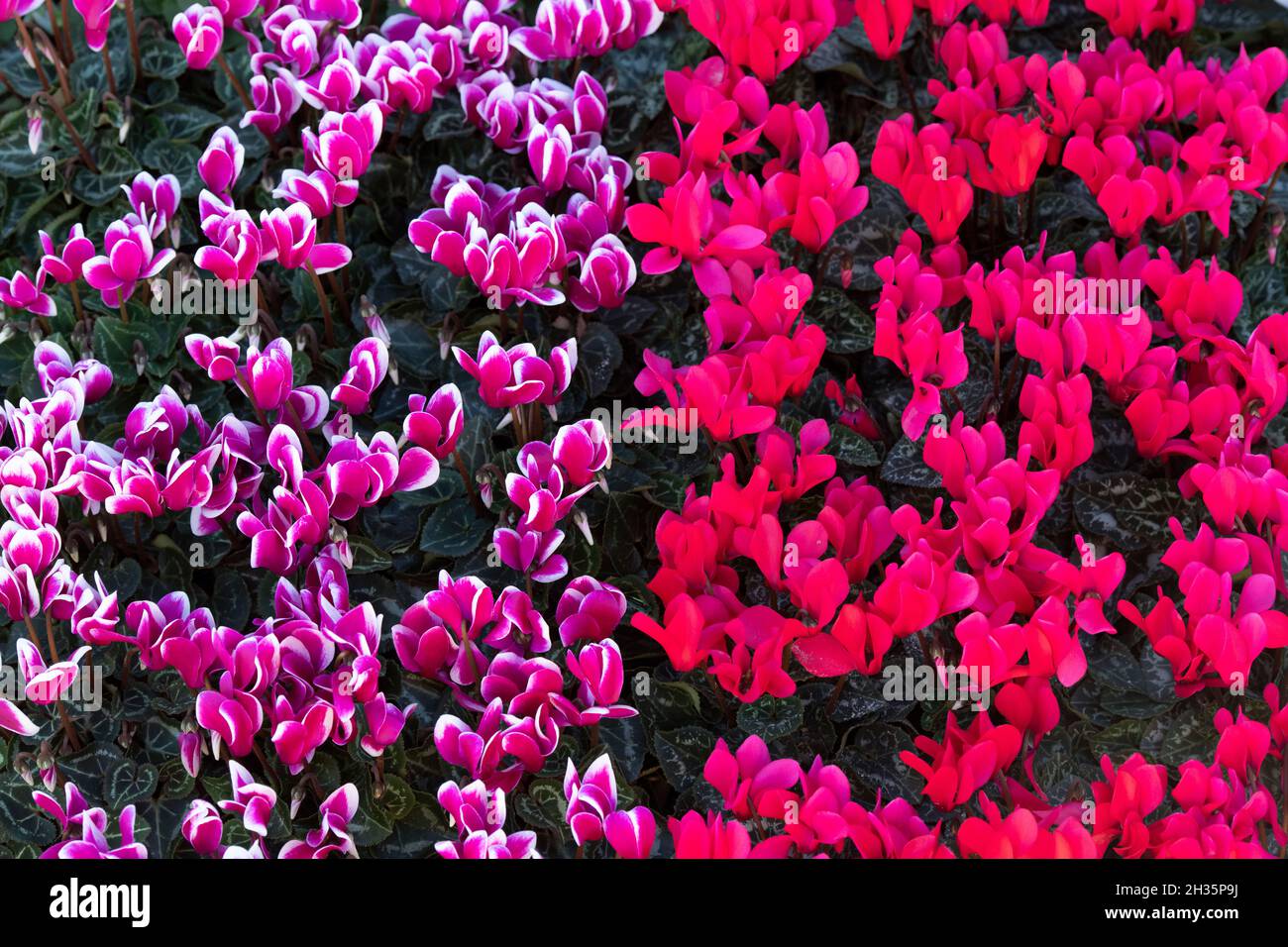 Ciclamino Coum fiori sul display in autunno Malvern Visualizza, Worcestershire, Regno Unito Foto Stock