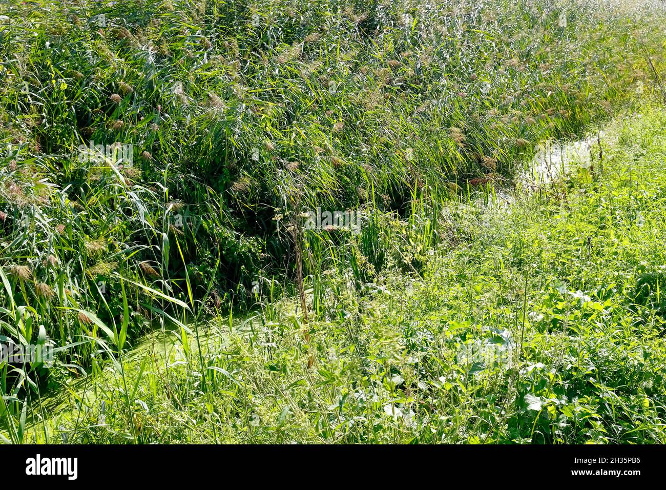 Erba pesantemente sopraffatta su entrambi i lati di uno stretto canale che passa attraverso il quartiere residenziale di Goclaw a Varsavia. Foto Stock