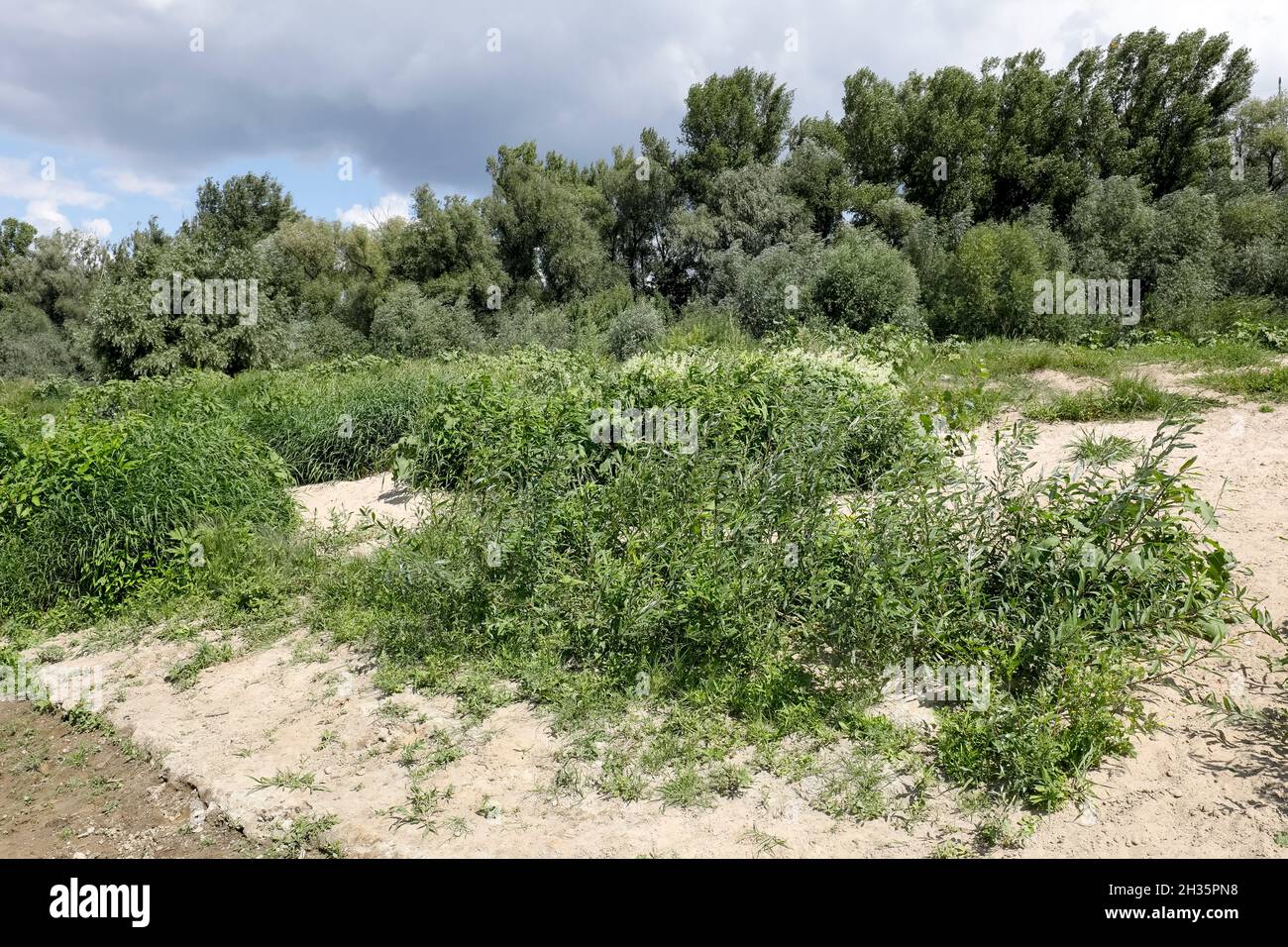 Ci sono molte piante verdi della riva del fiume Wisla a Varsavia Foto Stock