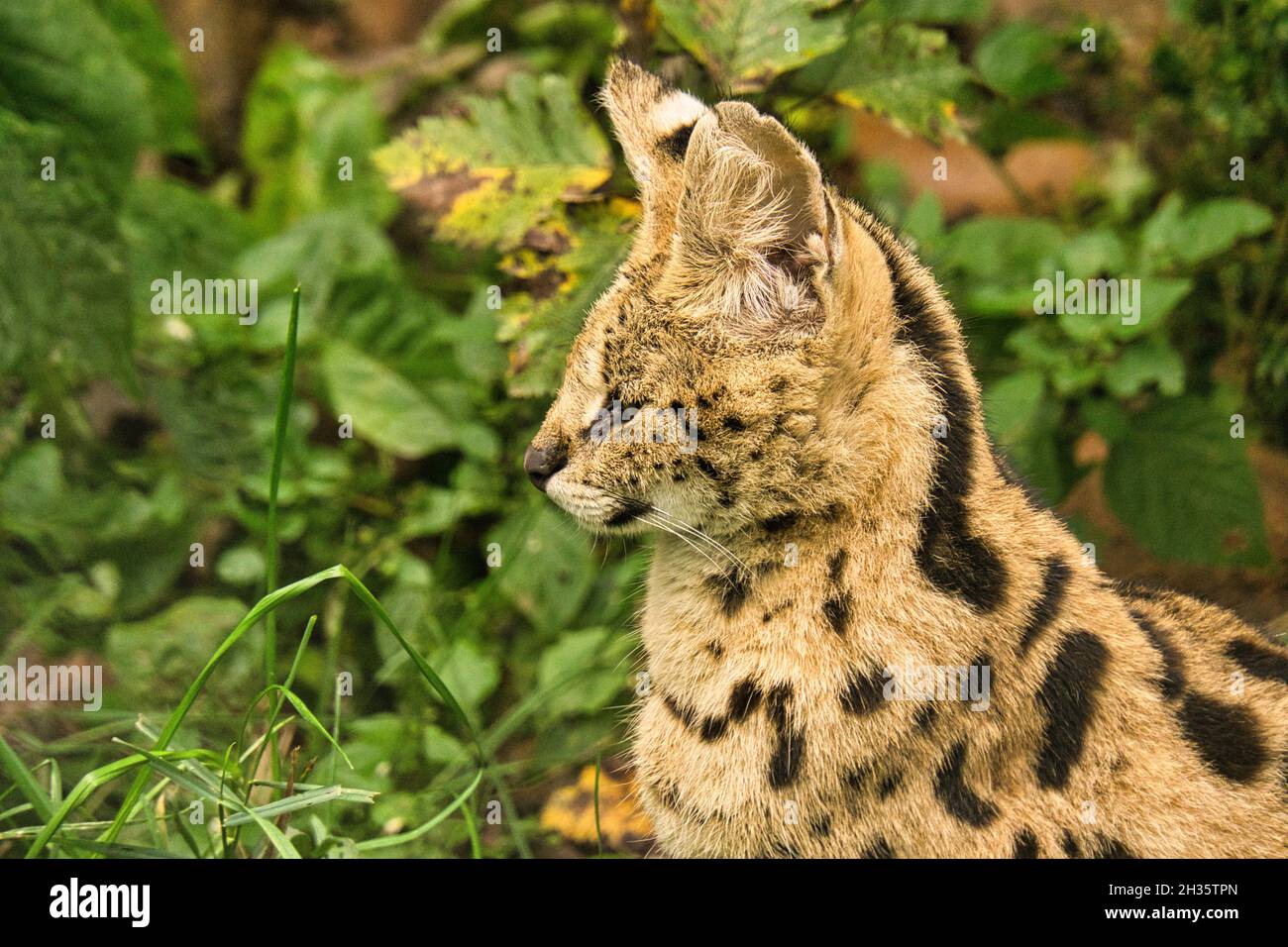 un serval è un gatto predatore e molto elegante. interessante da vedere Foto Stock