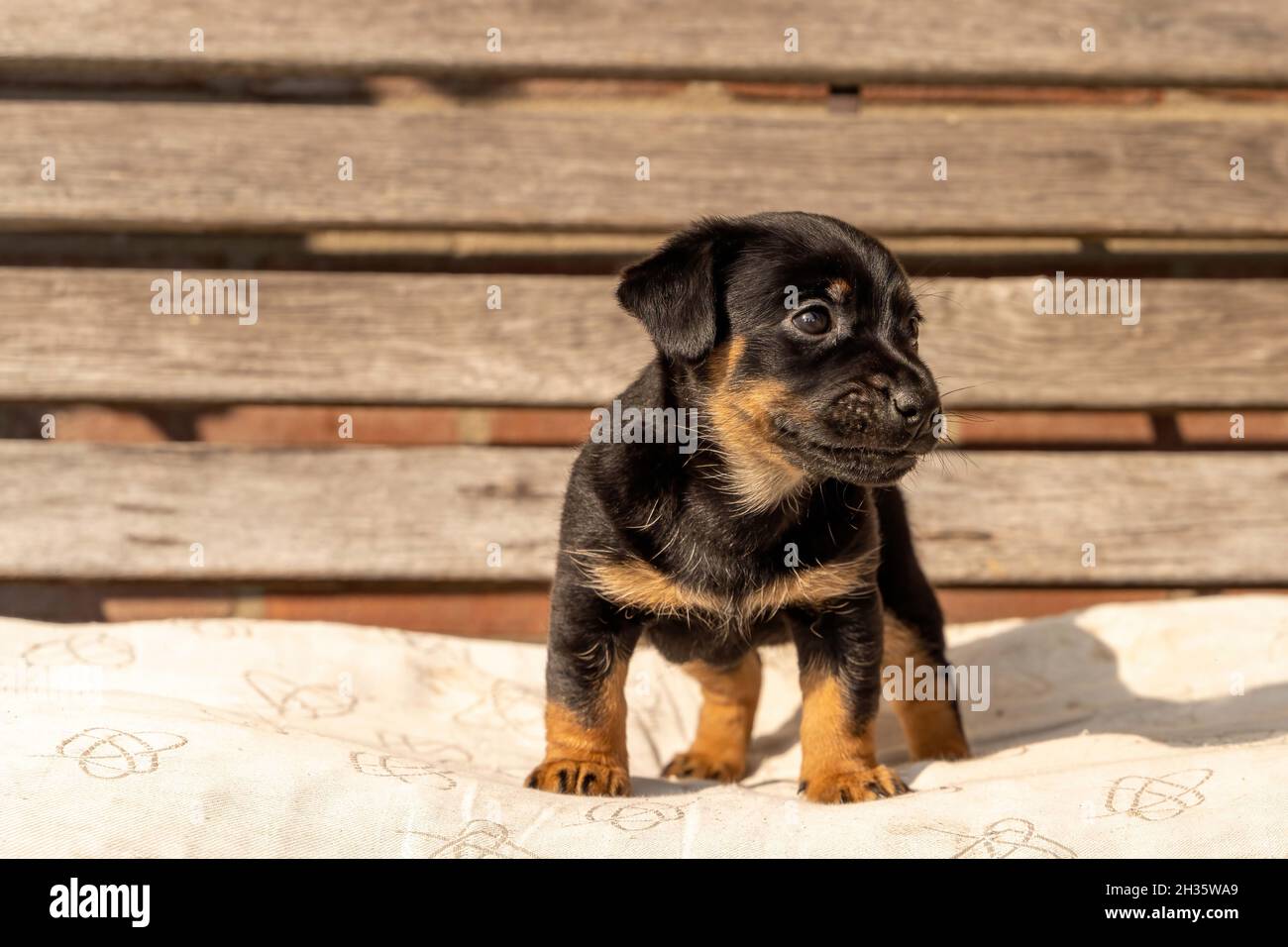 Un mese di marrone Jack Russell cucciolo si erge su una panca in legno da giardino. Fuori al sole per la prima volta. Temi animali, cuscino, fuoco selettivo, Blu Foto Stock