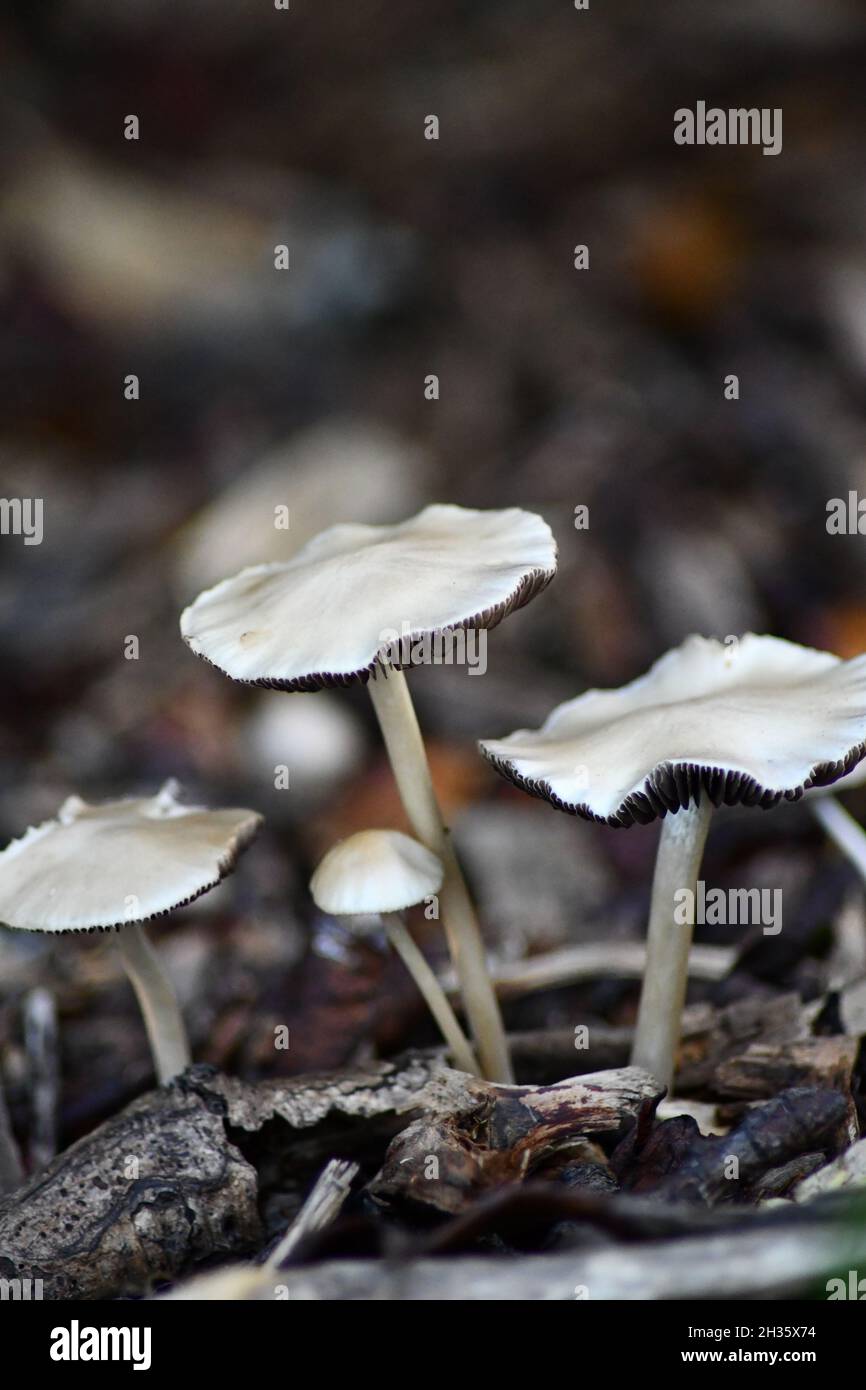 Funghi selvatici, funghi nel sottobosco di una foresta inglese Foto Stock