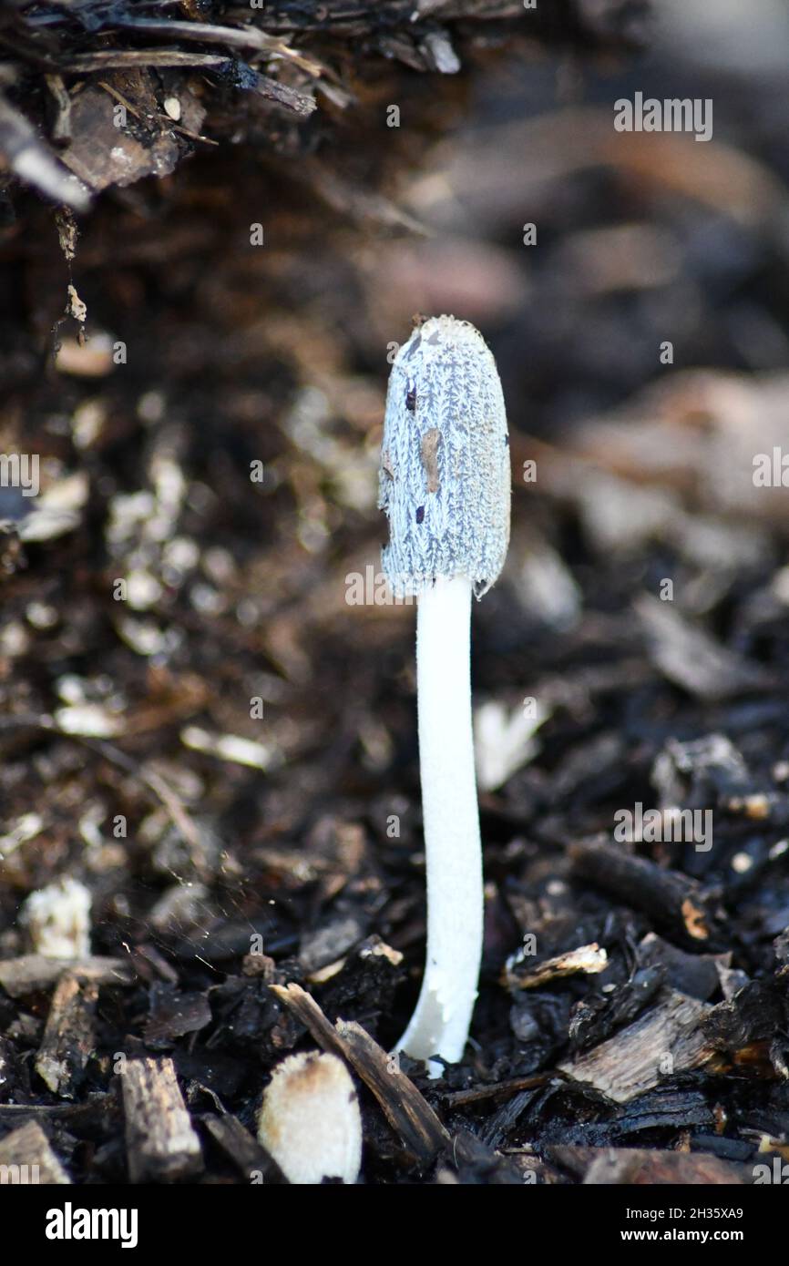 Funghi selvatici, funghi nel sottobosco di una foresta inglese Foto Stock