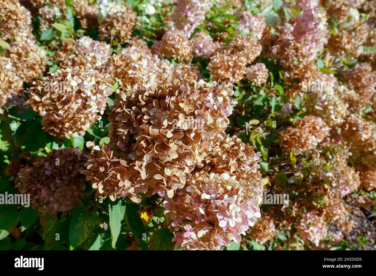 Il tempo di autunno ha fatto asciugare i fiori di hydrangea nel loro ambiente naturale. Questo fa parte del giardino nella tenuta di Groclaw casa di Wa Foto Stock