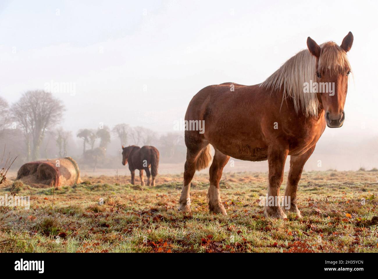 Trait Breton trail cavallo nella nebbia mattutina Foto Stock