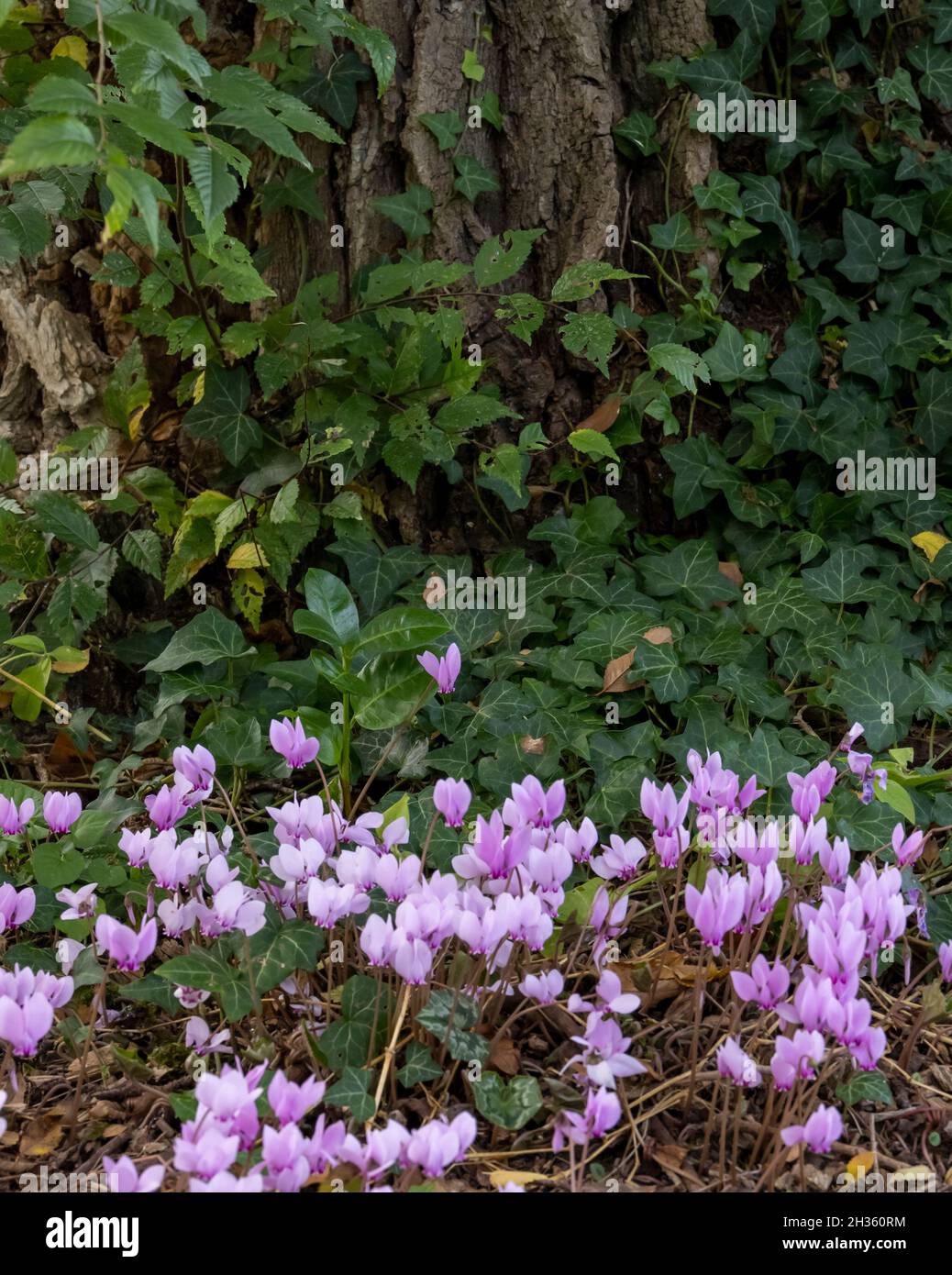 Fiori rosa in prato accanto all'albero, il Conservatorio e Giardino Botanico della città di Ginevra, Svizzera Foto Stock