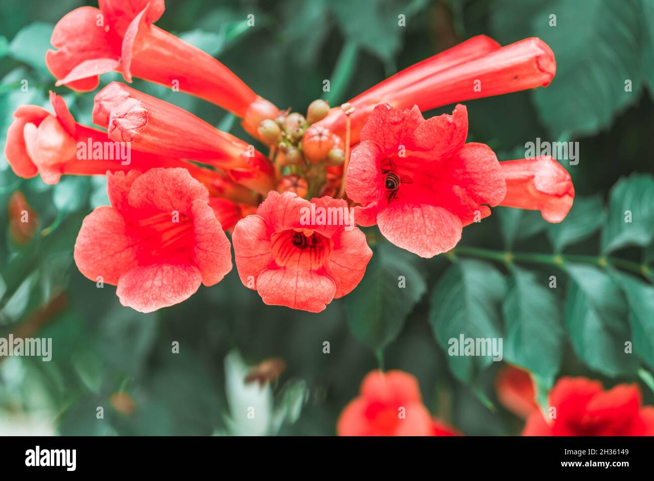 Germogli in fiore di rosso kampsis primo piano. Foto Stock