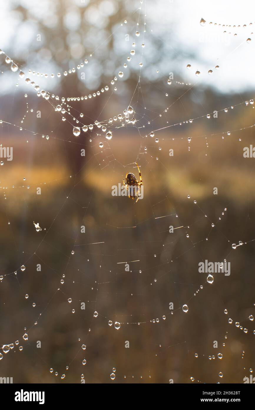 Ragnatela di caduta ragno. Sfondo autunnale naturale verticale. Un piccolo ragno marrone nella luminosa luce del mattino. I dewdrops rotondi luminosi brillano al sole. Beau Foto Stock