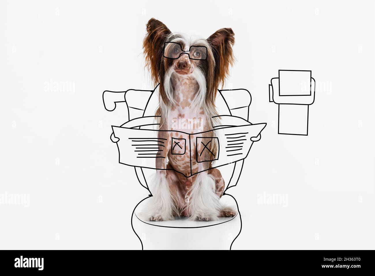 Opere d'arte contemporanea. Un cane carino, giornale cinese Crested Sitting and Reading isolato su sfondo bianco studio. Foto Stock