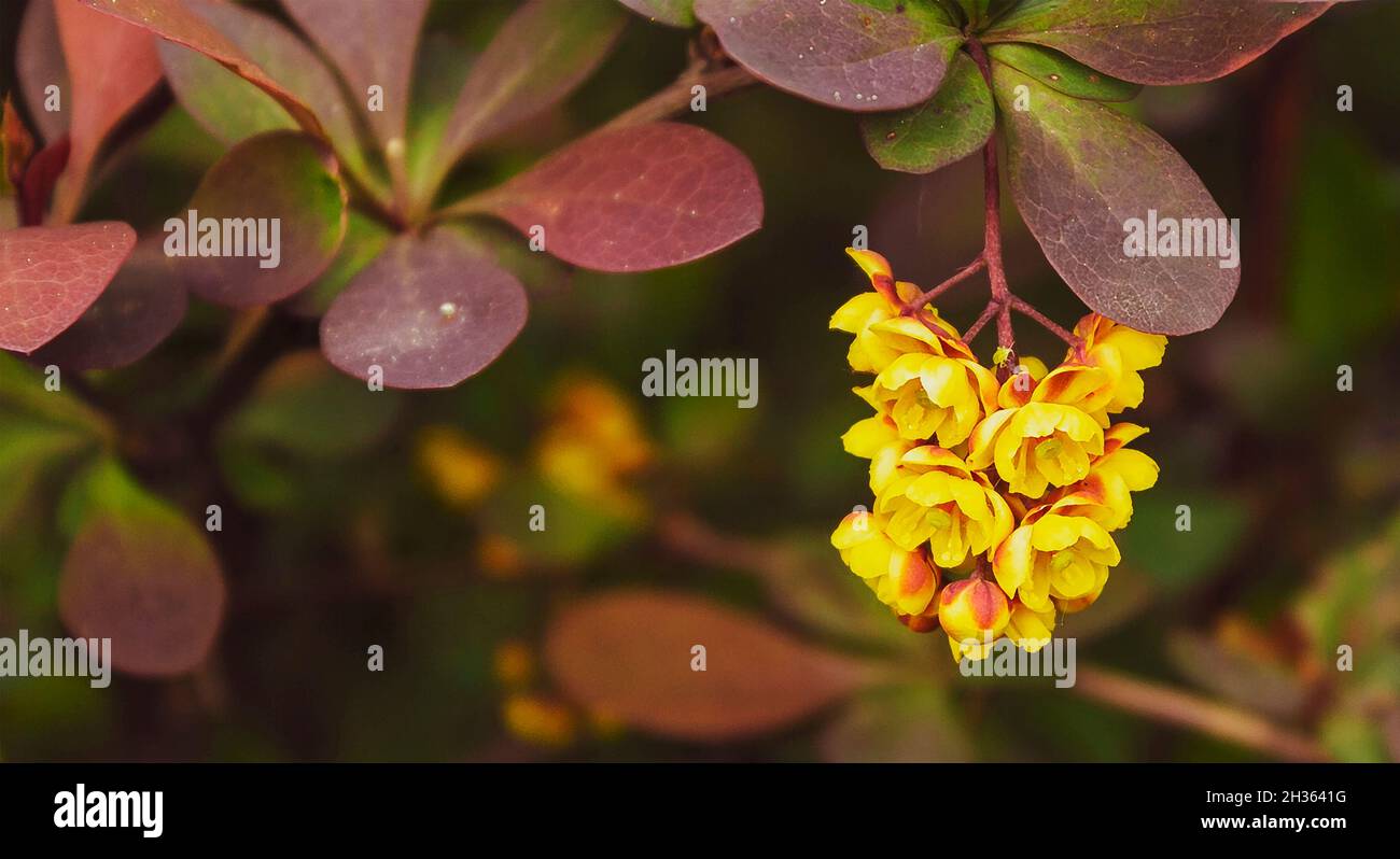 Barberry fiore Berberis Bush ramo fiore è un giallo arbusto barbacca fioritura nel giardino. Berberis fiore e foglie rosse in primo piano Foto Stock