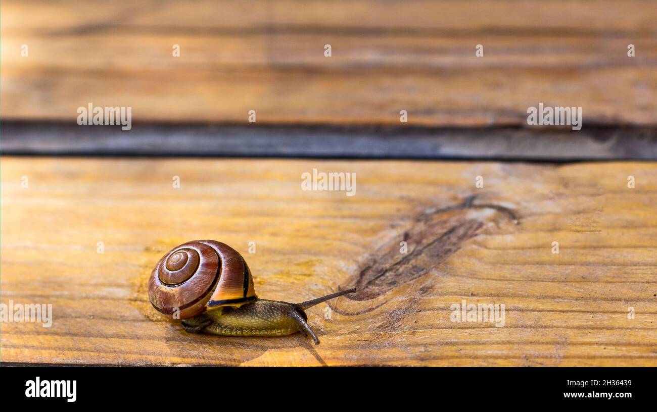 Slug, o Slug terra su gradini di legno in estate Foto Stock