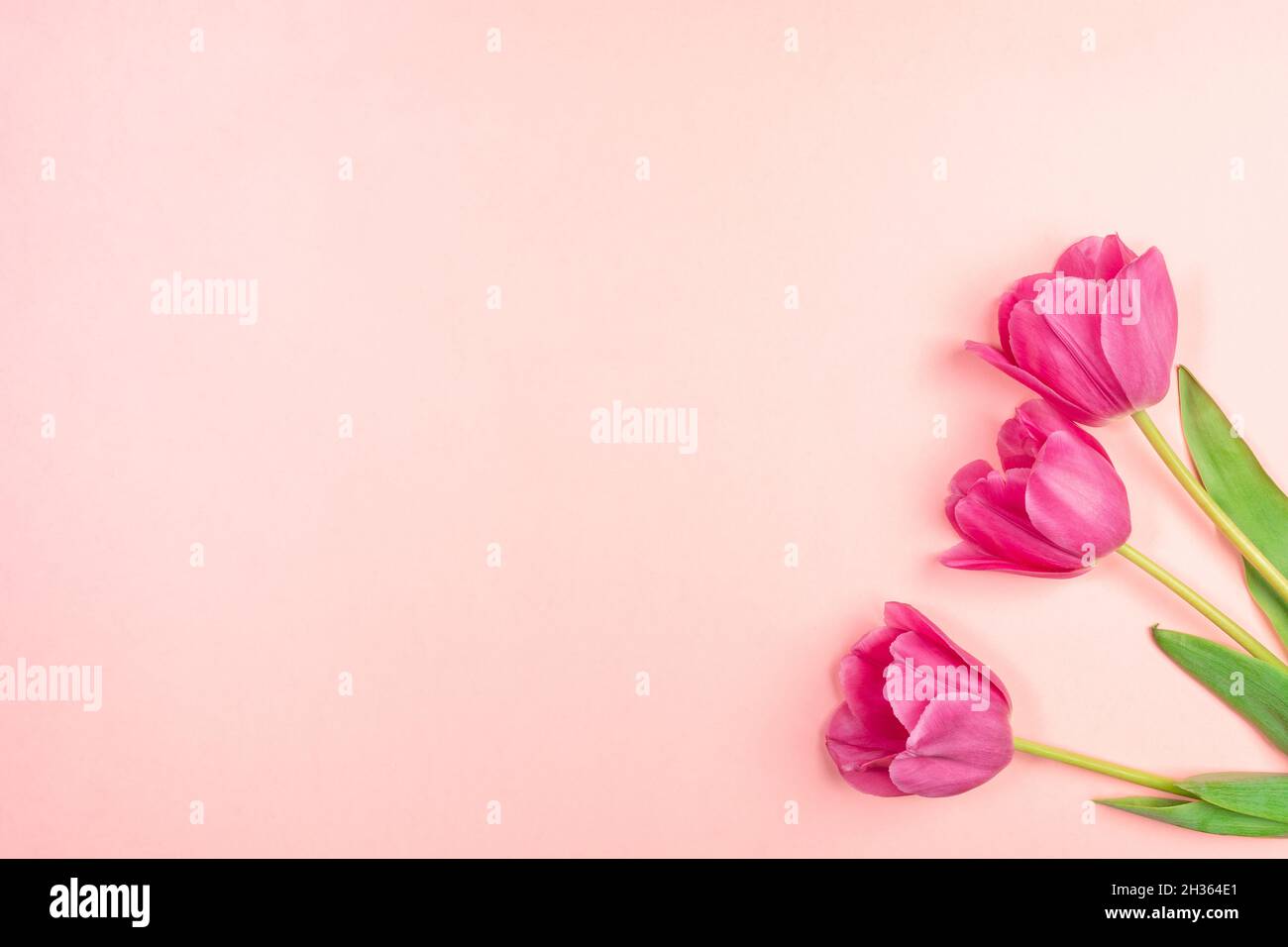 Primavera sfondo minimo festivo con tre tulipani magenta su rosa pastello. San Valentino, il giorno delle madri, il giorno delle donne o la festa di Pasqua minimalista backd Foto Stock