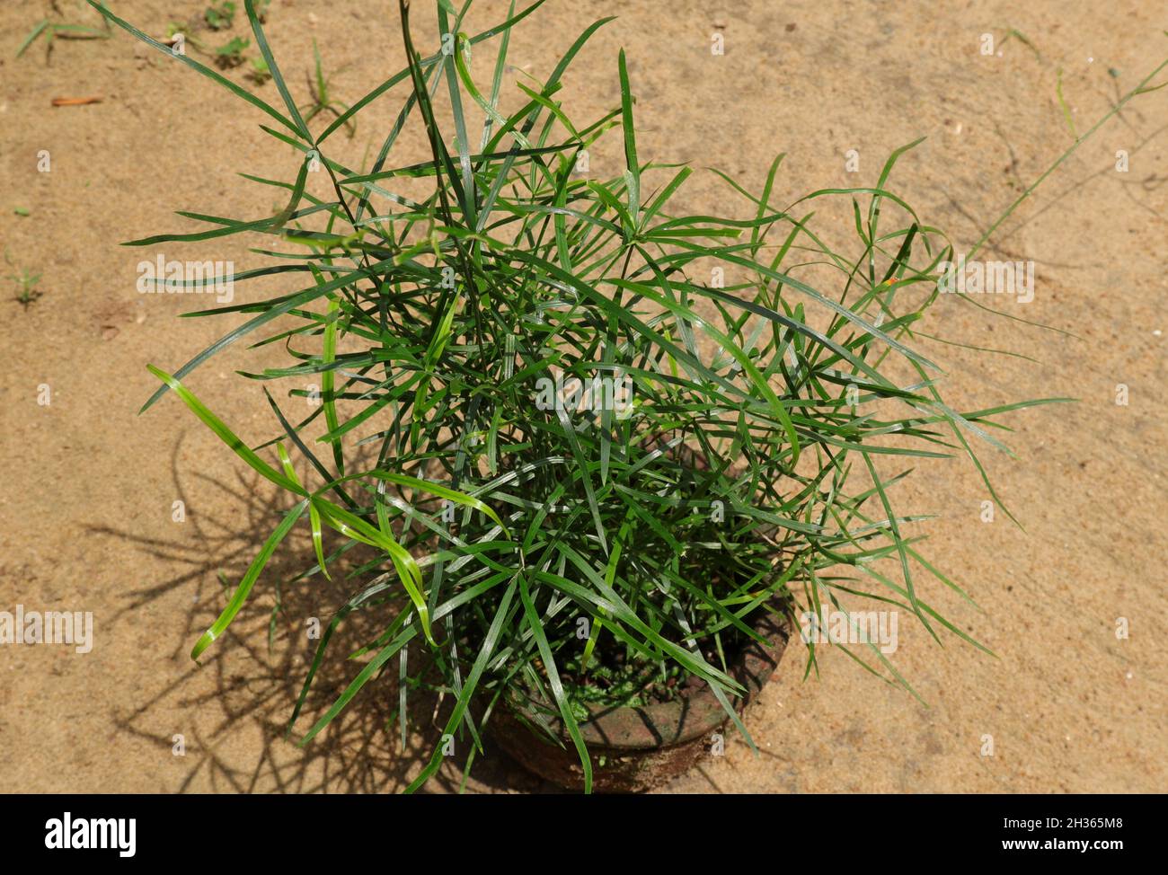 Primo piano della pianta selvaggia di Asparagus racemosus piantata in un vaso smaltito Foto Stock