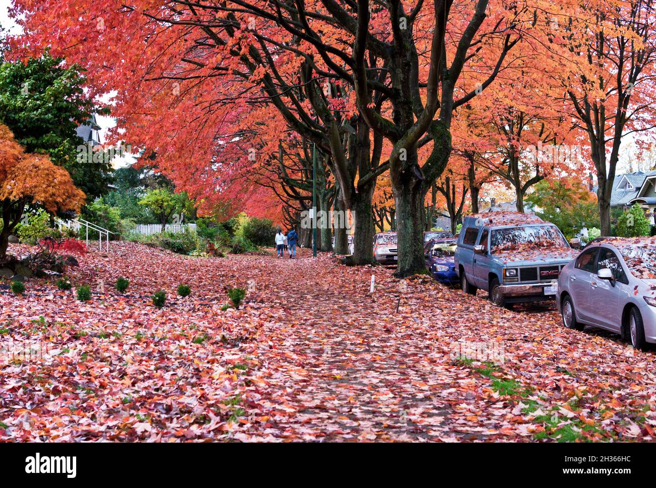 Quartiere di Vancouver con belle foglie di acero rosso sugli alberi e che copre il terreno. Autunno a Vancouver, British Columbia, Canada. Foto Stock