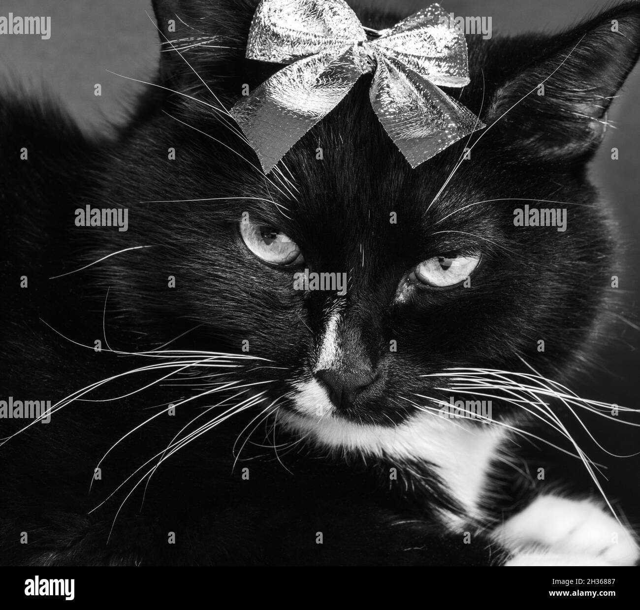 Divertente carino gatto bianco e nero serio con arco lucido sulla testa primo piano. Divertente immagine festiva. Animali domestici preferiti. Foto in bianco e nero. Foto Stock