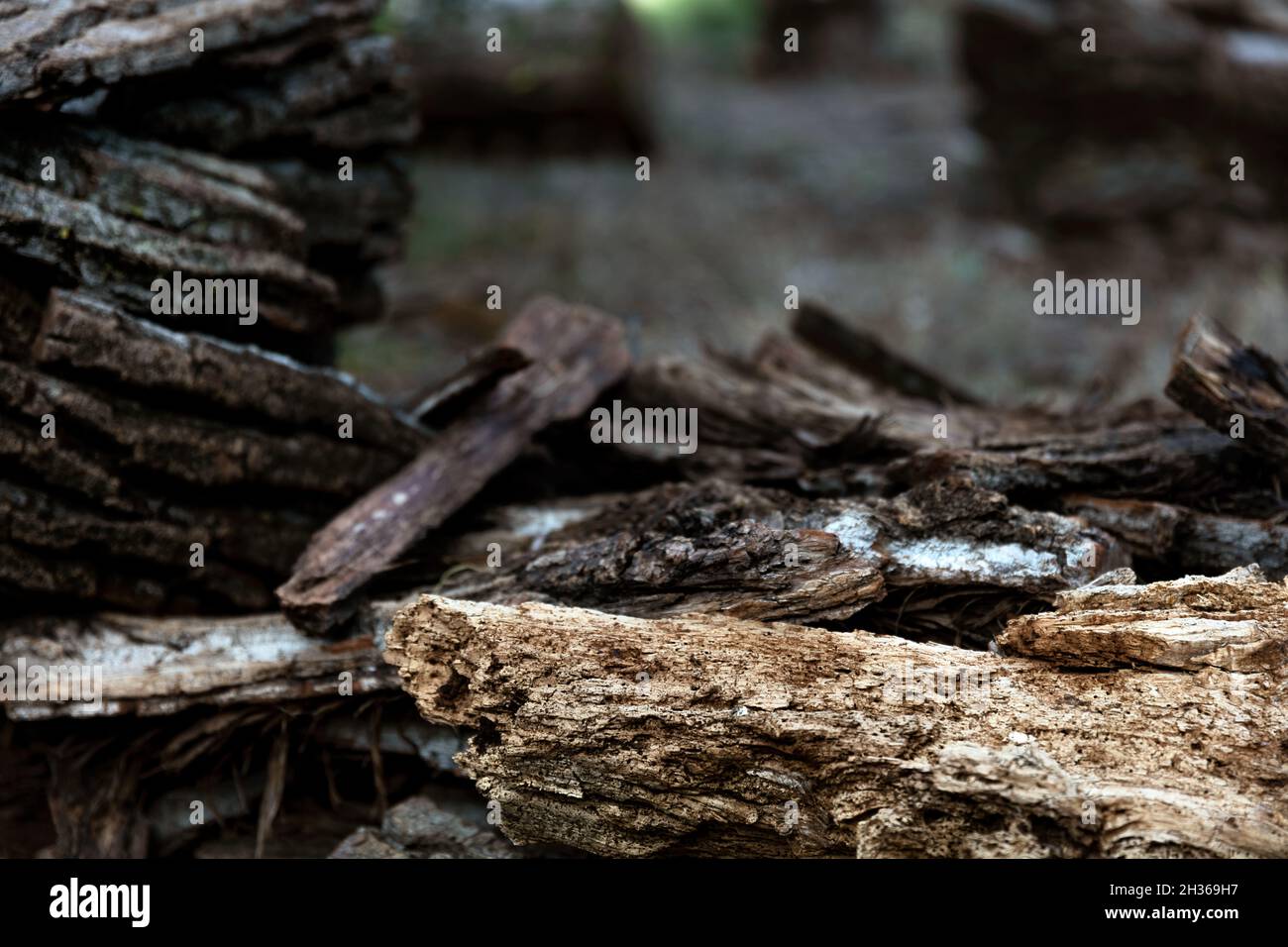Tronchi di legno nella foresta. Con toni freddi. Foto Stock