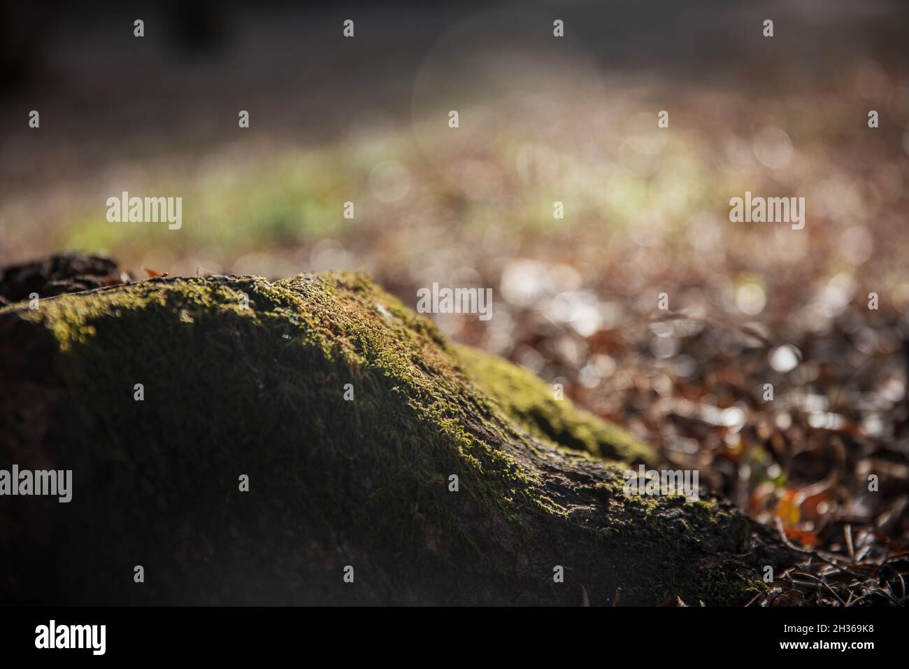 Tronco di legno in foresta con foglie secche a terra. Foto Stock