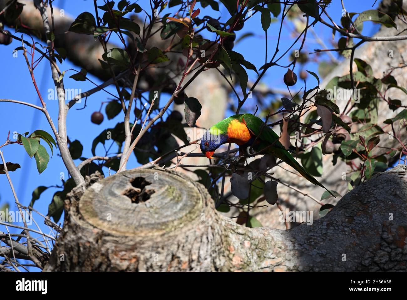 Arcobaleno lorikeet in un albero di noci di gomma, sbucciando giù a dove un arto di albero è stato segato via Foto Stock