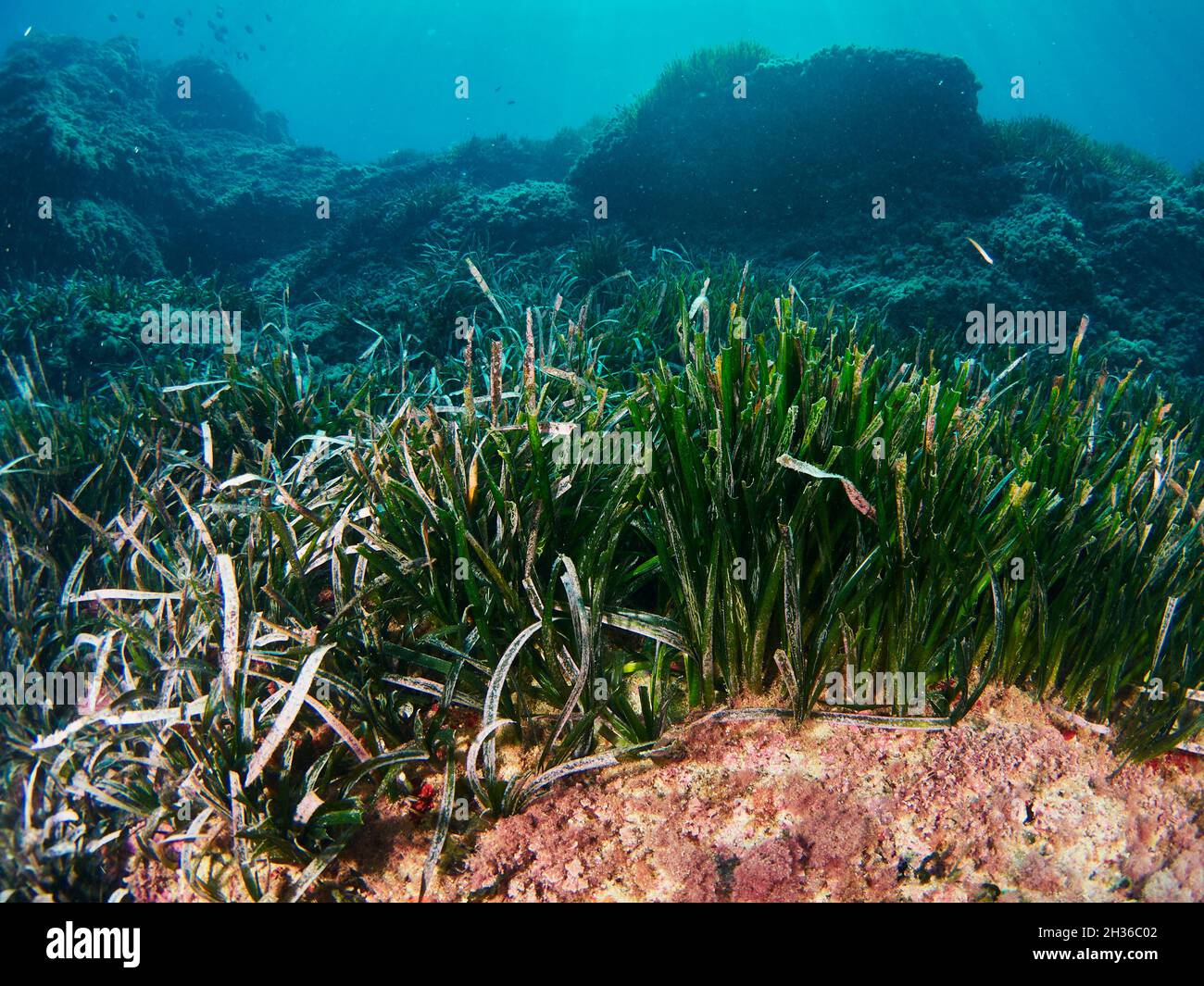 La Posidonia Oceanica, conosciuta anche come erba di Nettuno, è una macchia endemica del Mediterraneo. È comunemente scambiato con le alghe ma è una pianta. Foto Stock