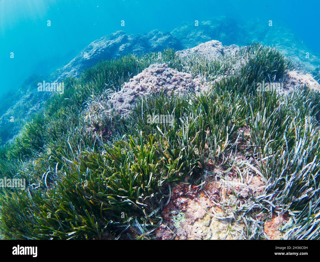 La Posidonia Oceanica, conosciuta anche come erba di Nettuno, è una macchia endemica del Mediterraneo. È comunemente scambiato con le alghe ma è una pianta. Foto Stock