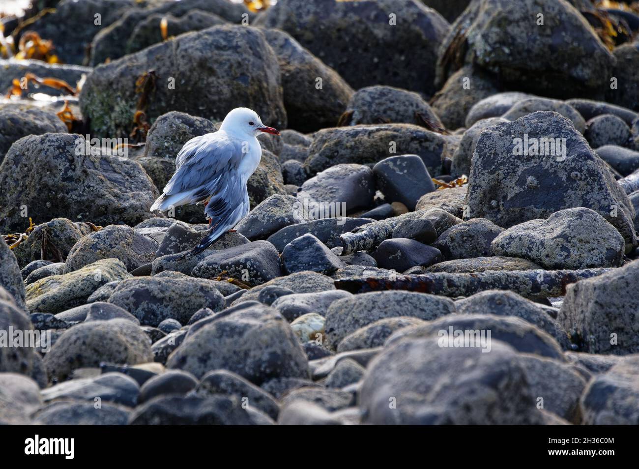 Un gabbiano ha ferito la sua ala, non sta guardando bene. Foto Stock