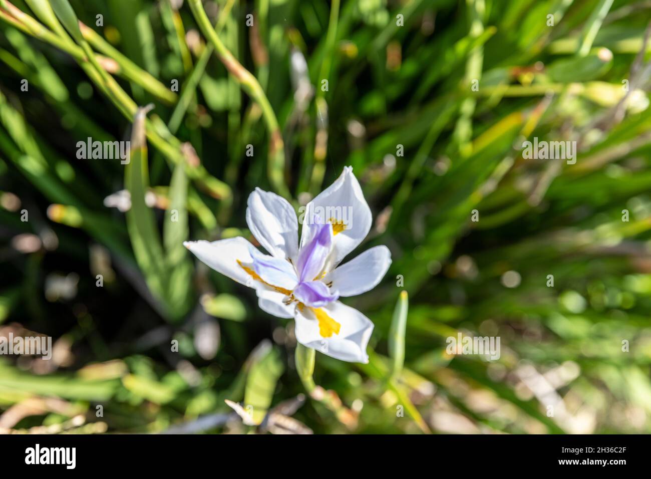 Dietes grandiflora, la grande iride selvaggia, iride africana o iride fata che fiorisce a Sydney, considerata un'erbaccia ambientale in alcune zone dell'Australia Foto Stock