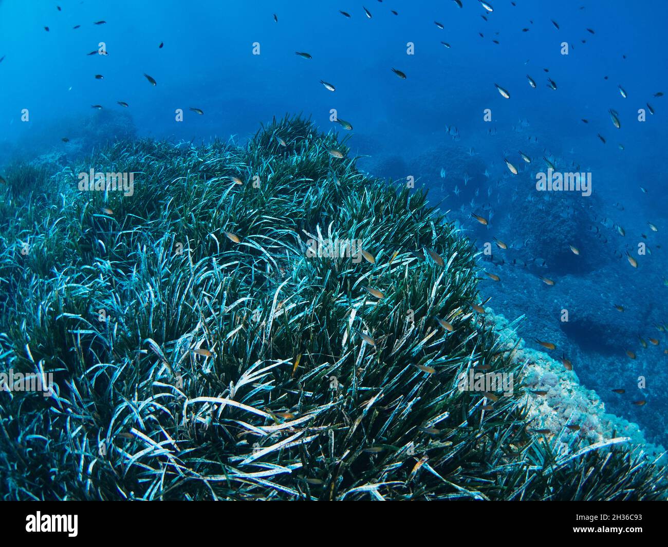 La Posidonia Oceanica, conosciuta anche come erba di Nettuno, è una macchia endemica del Mediterraneo. È comunemente scambiato con le alghe ma è una pianta. Foto Stock