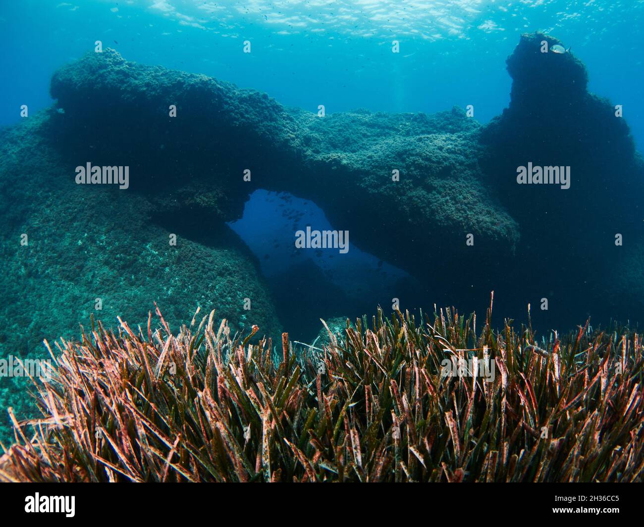 La Posidonia Oceanica, conosciuta anche come erba di Nettuno, è una macchia endemica del Mediterraneo. È comunemente scambiato con le alghe ma è una pianta. Foto Stock