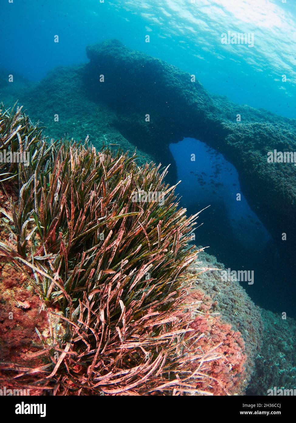 La Posidonia Oceanica, conosciuta anche come erba di Nettuno, è una macchia endemica del Mediterraneo. È comunemente scambiato con le alghe ma è una pianta. Foto Stock