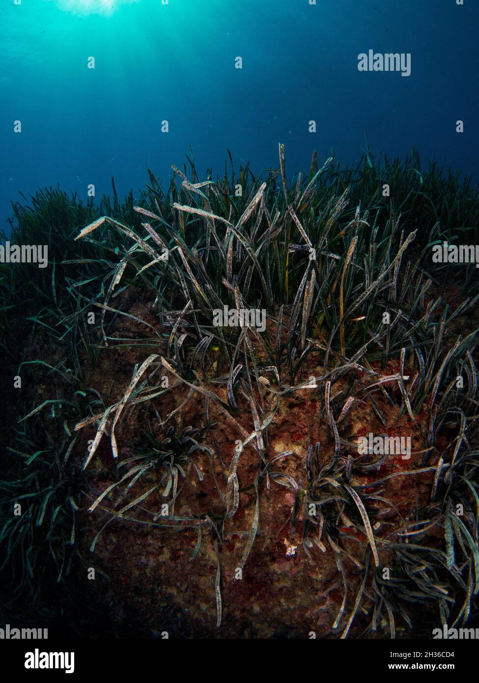La Posidonia Oceanica, conosciuta anche come erba di Nettuno, è una macchia endemica del Mediterraneo. È comunemente scambiato con le alghe ma è una pianta. Foto Stock