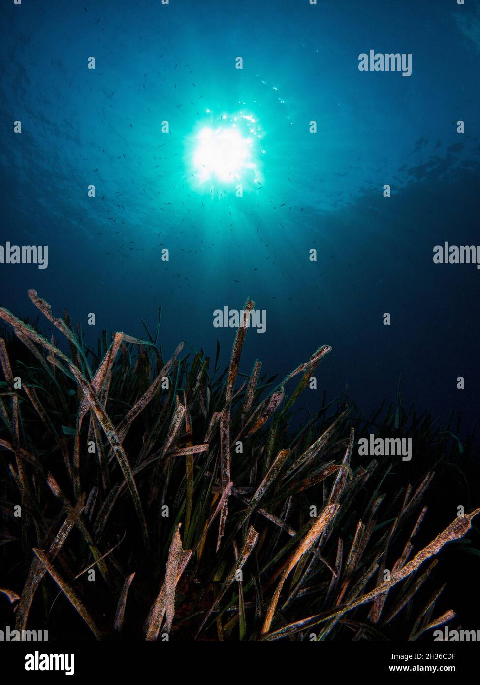 La Posidonia Oceanica, conosciuta anche come erba di Nettuno, è una macchia endemica del Mediterraneo. È comunemente scambiato con le alghe ma è una pianta. Foto Stock
