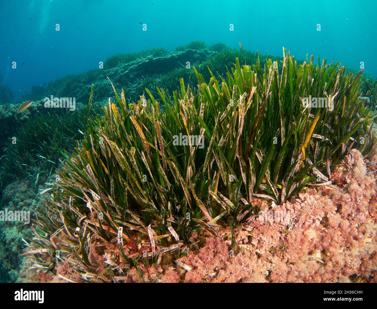 La Posidonia Oceanica, conosciuta anche come erba di Nettuno, è una macchia endemica del Mediterraneo. È comunemente scambiato con le alghe ma è una pianta. Foto Stock