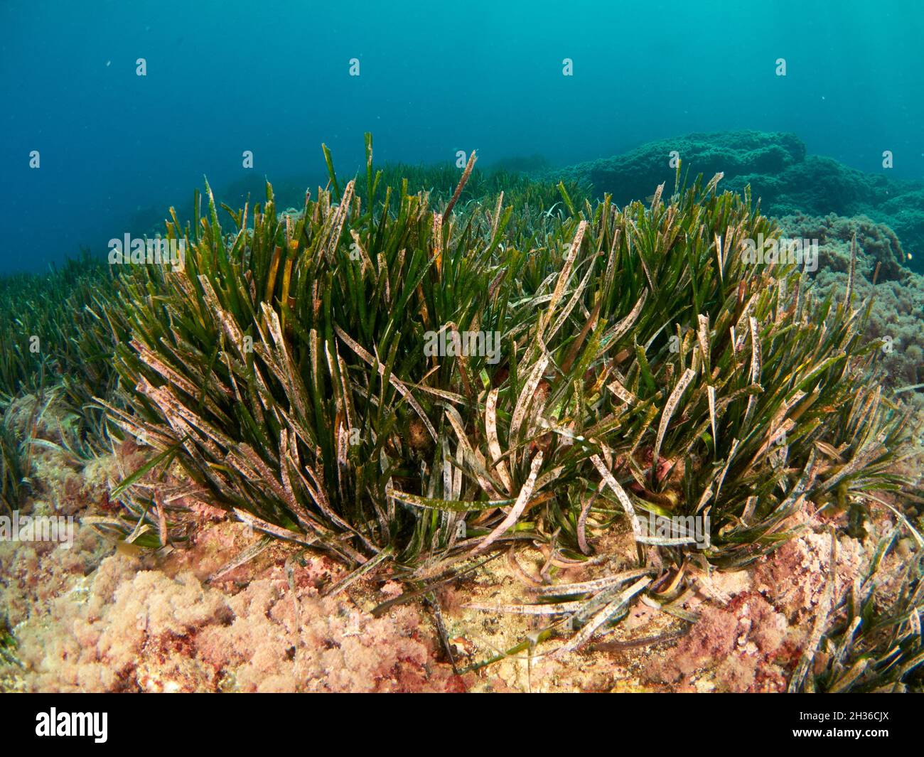 La Posidonia Oceanica, conosciuta anche come erba di Nettuno, è una macchia endemica del Mediterraneo. È comunemente scambiato con le alghe ma è una pianta. Foto Stock