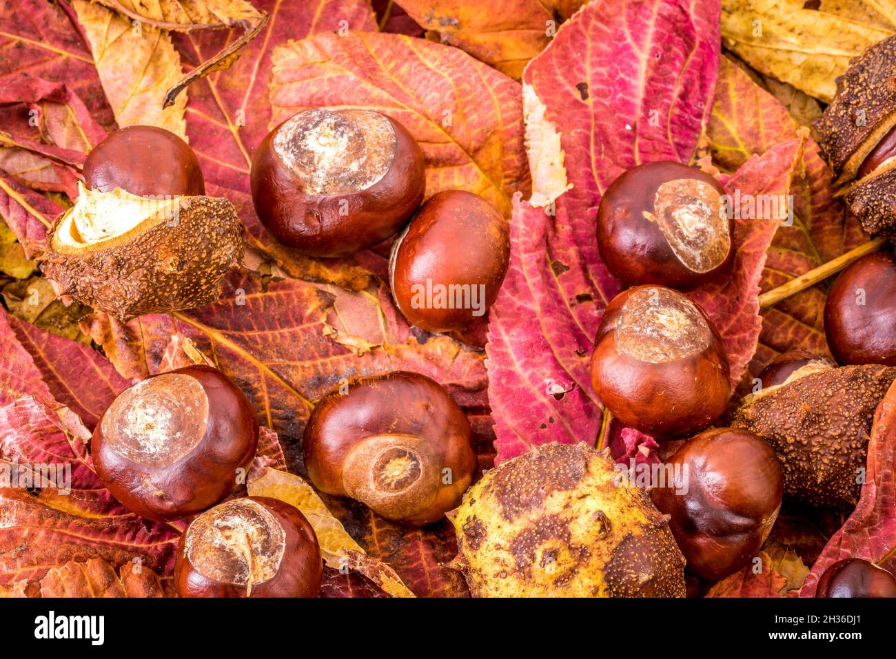 Ottobre 2021. Sfondo autunnale con toni marroni, legno, foglie e castagne. Foto di alta qualità Foto Stock