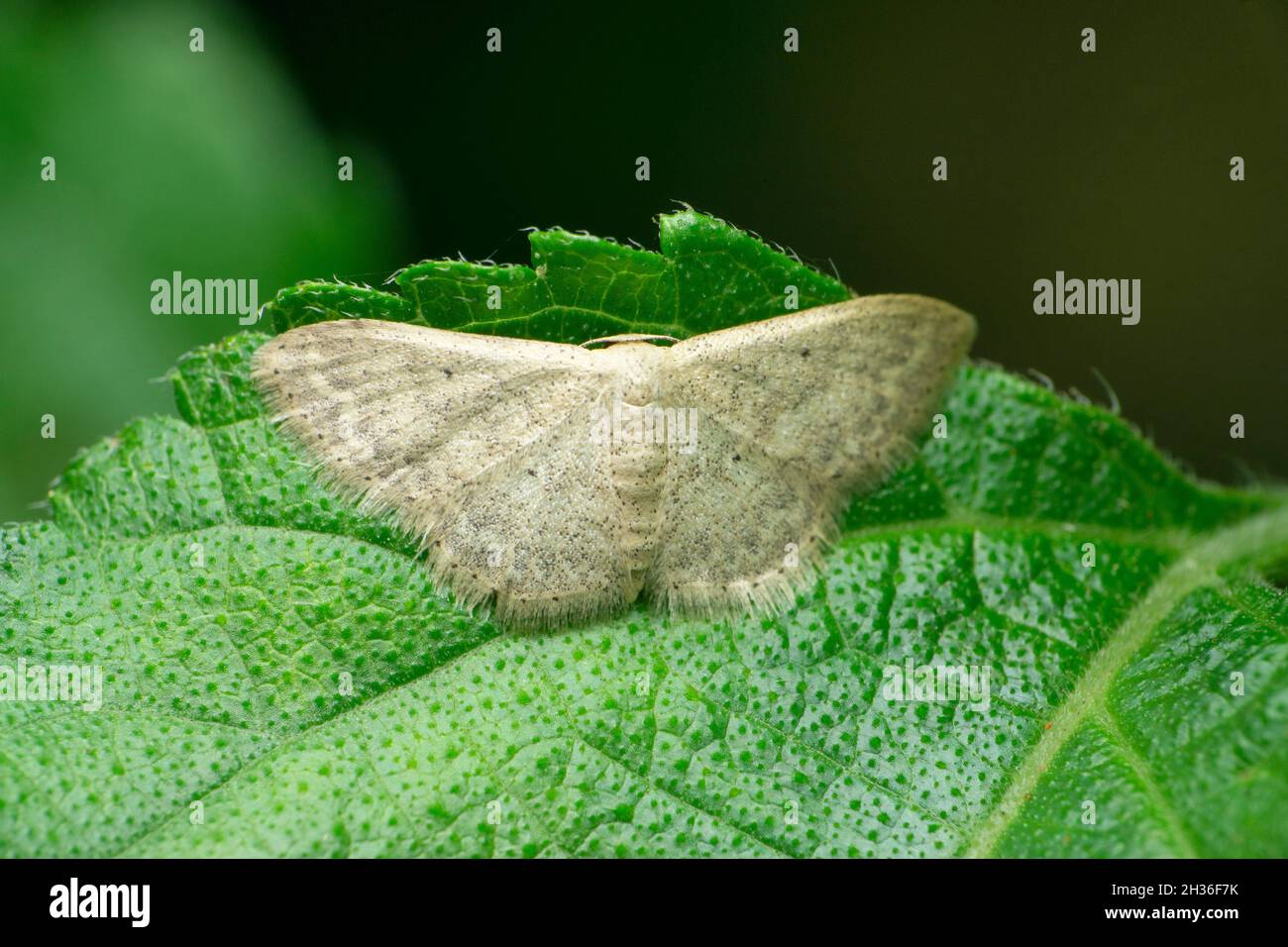 Cera di falena specie, Satara, Maharashtra, India Foto Stock