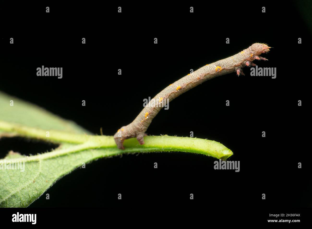 Moth caterpillar che agisce come bastone, Satara, Maharashtra, India Foto Stock