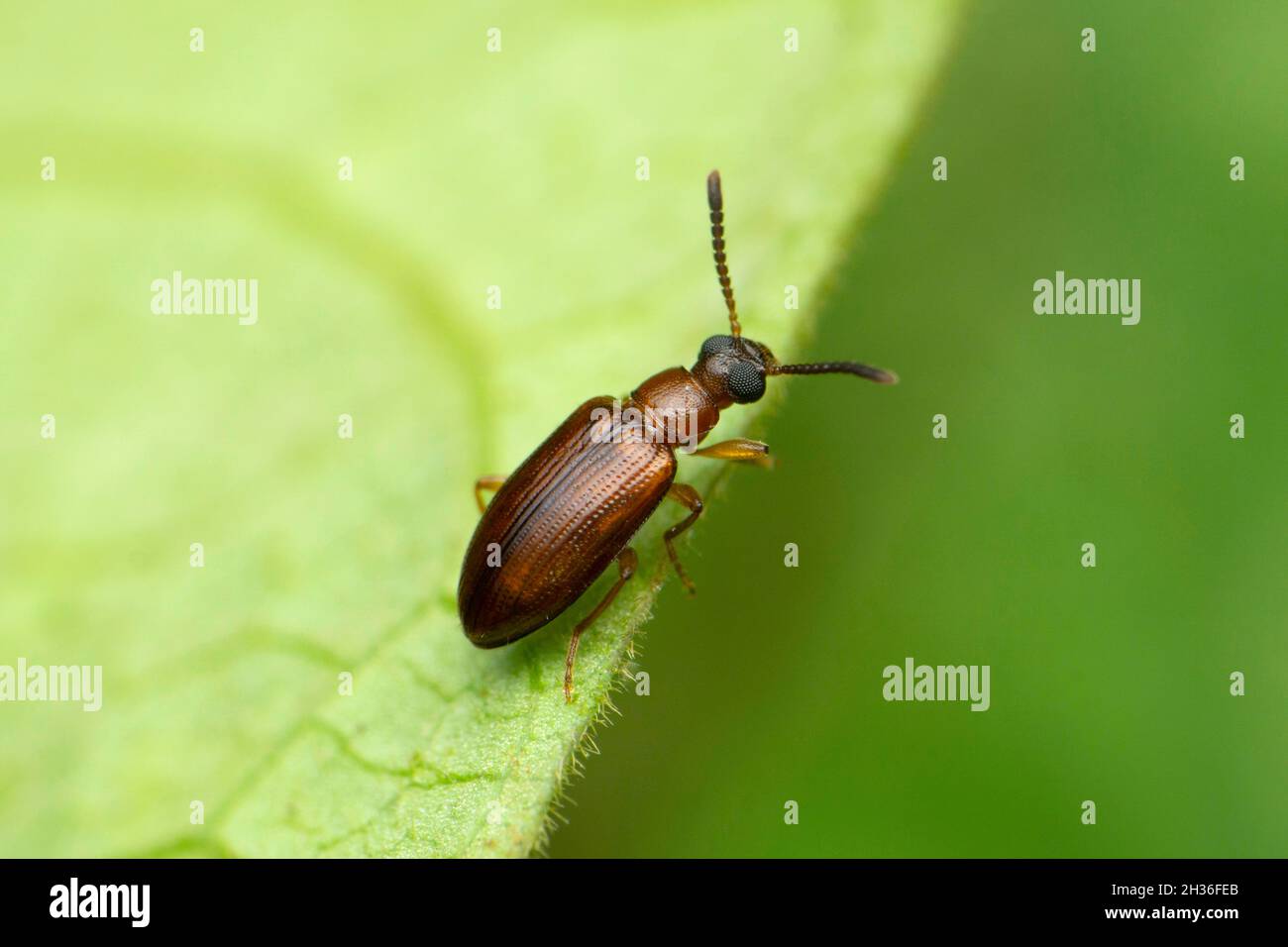 Piccolo coleottero, Tetrafalerus wagneri, Satara, Maharashtra, India Foto Stock
