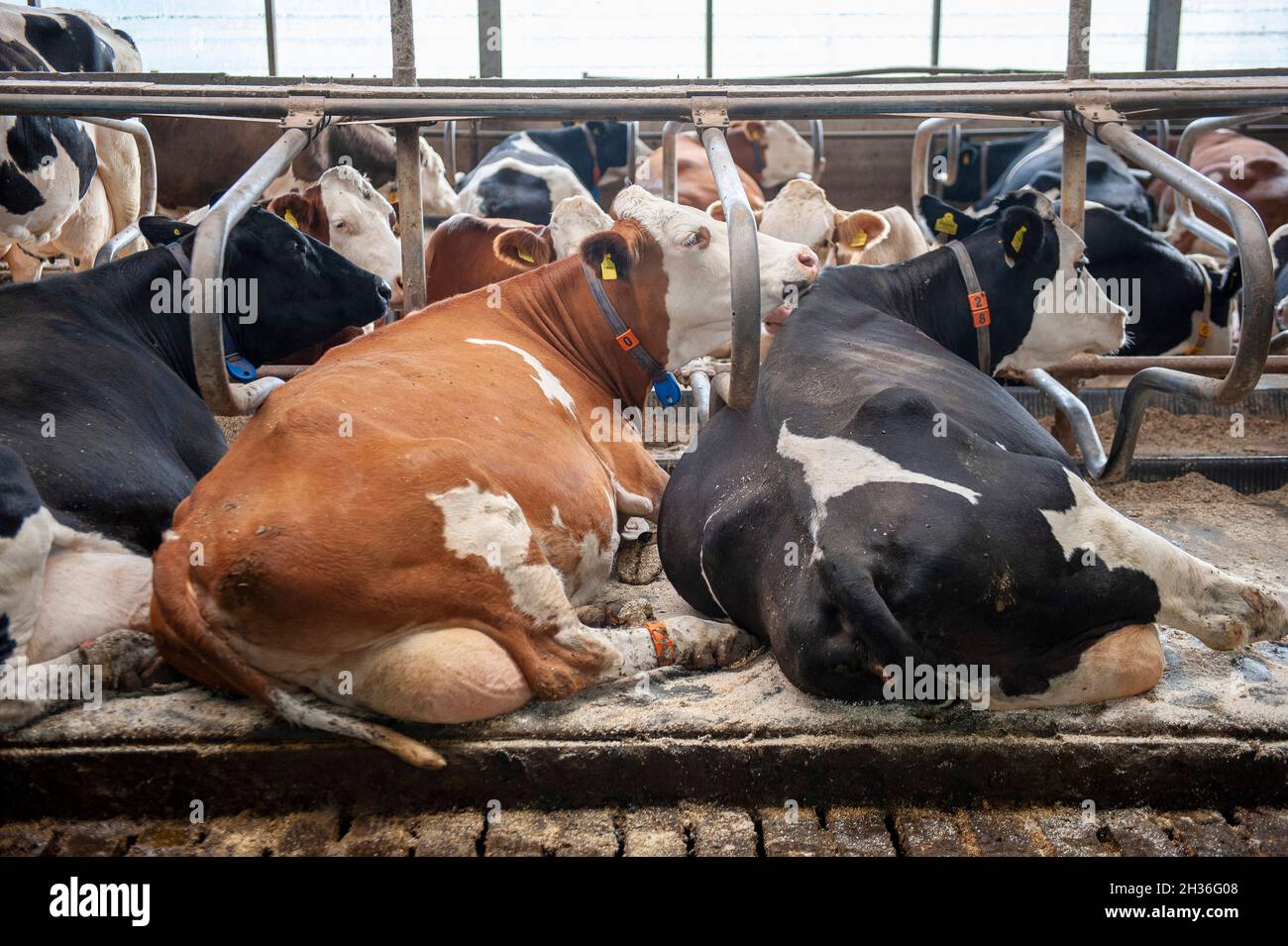 Mucche in una stalla di una fattoria olandese. Foto Stock
