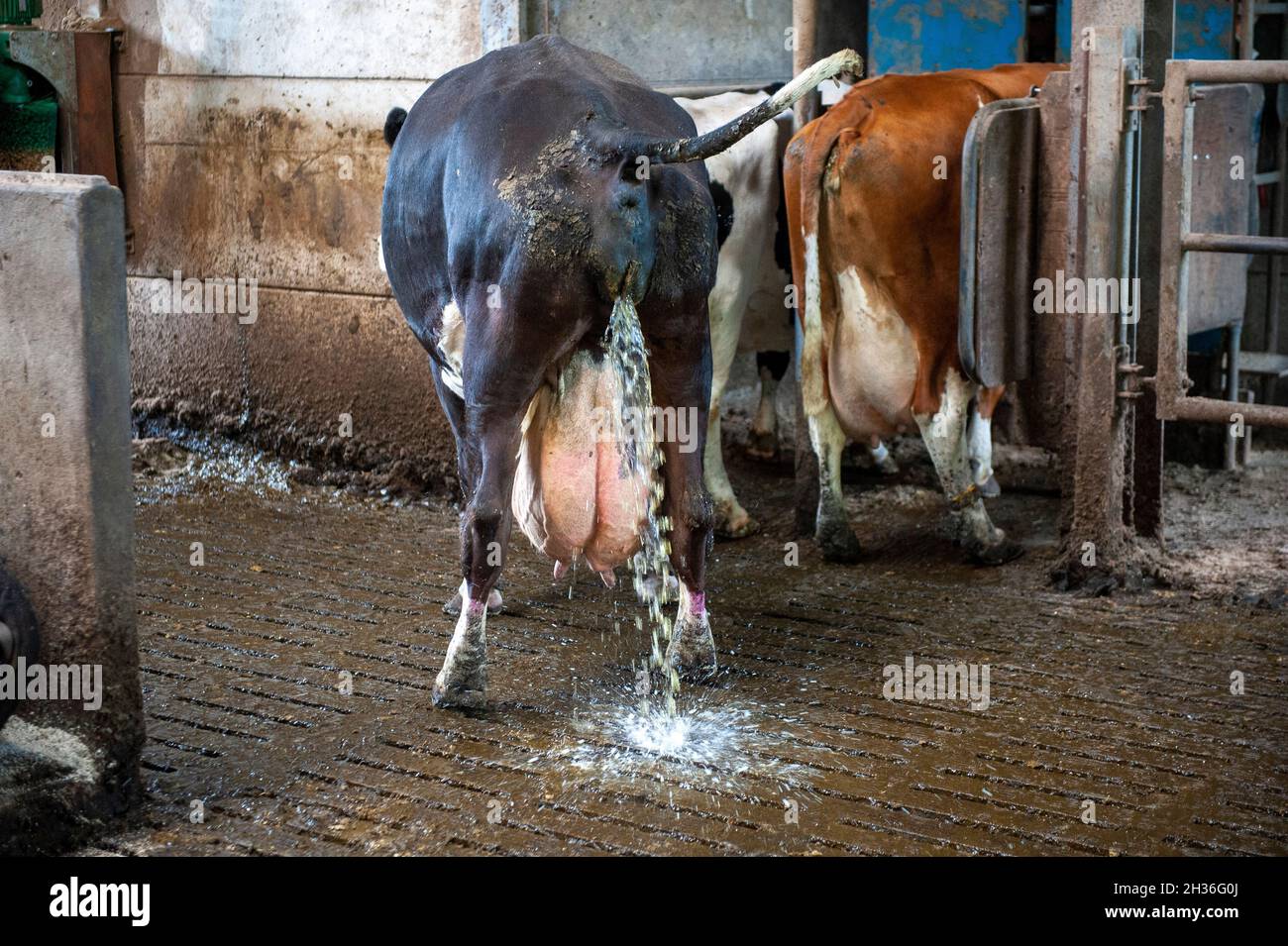 Una mucca in una stalla di una fattoria olandese sta urinando. Foto Stock