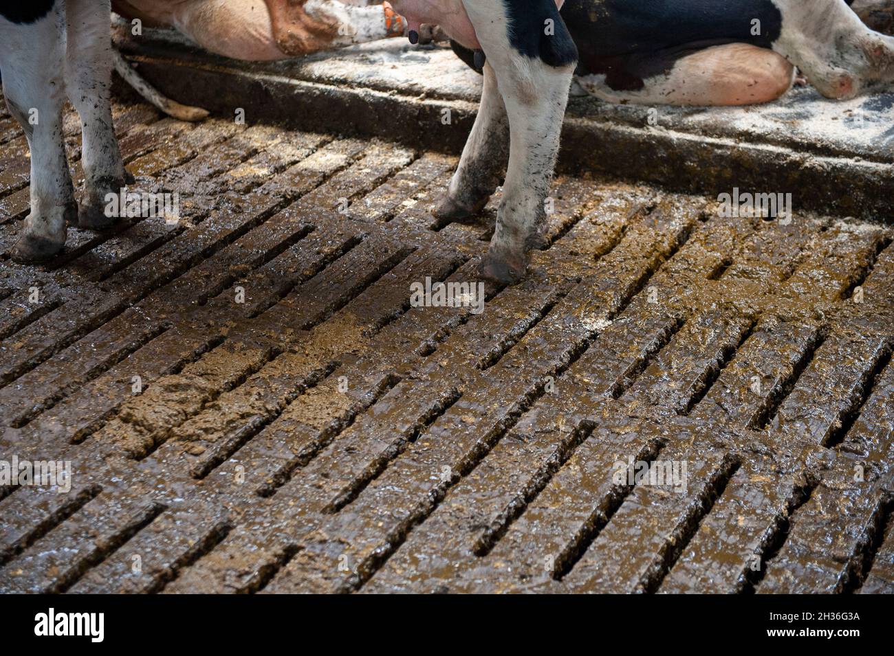 Mucca in una stalla di una fattoria olandese. Foto Stock