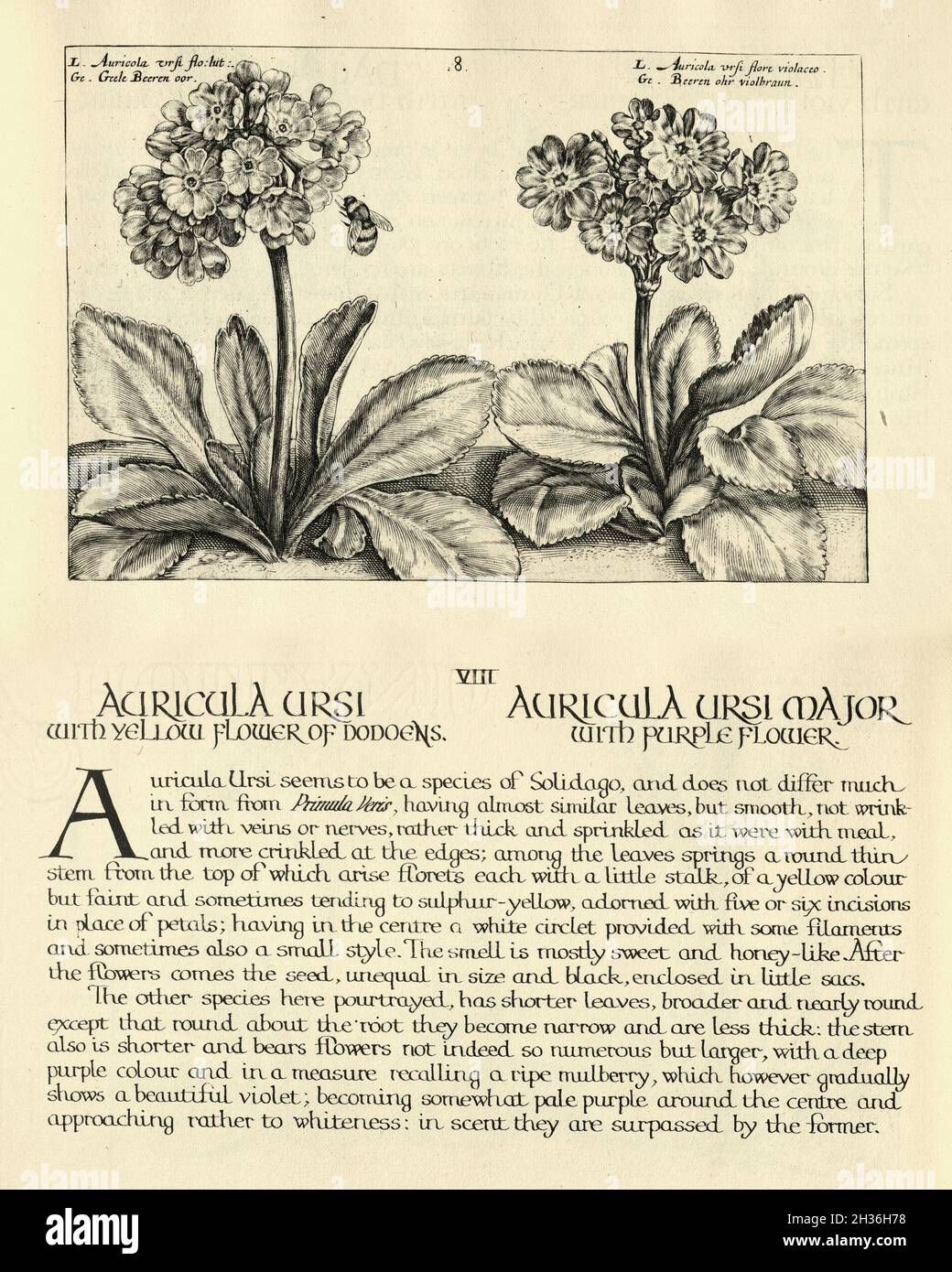 Stampa botanica di Auricula ursi e Auricula ursi maggiore di Hortus Floridus di Crispin de Passe, illustrazione d'epoca Foto Stock