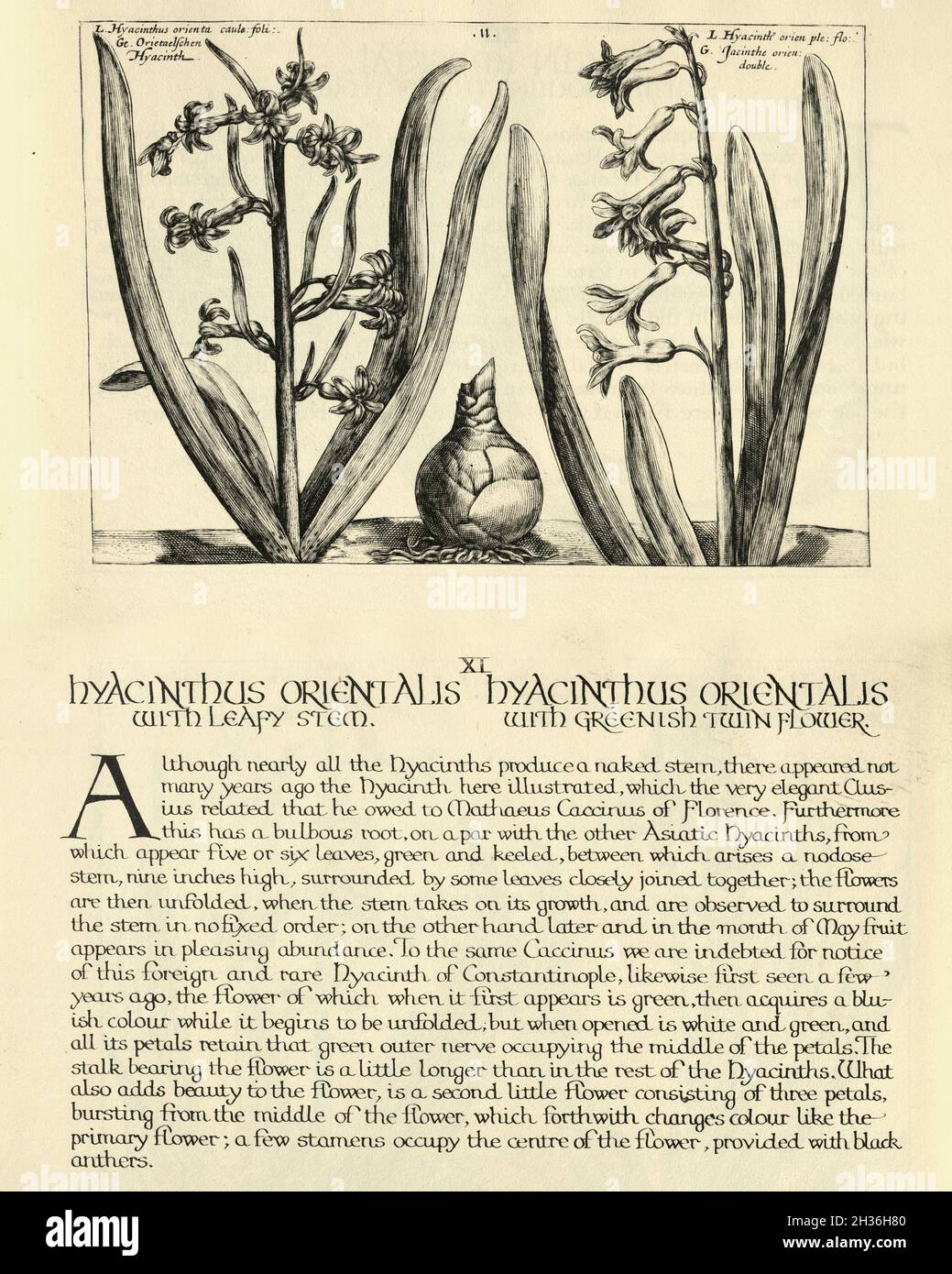 Stampa botanica di Hyacinthus orientalis, ommon giacinto, da Hortus Floridus di Crispin de Passe, illustrazione d'epoca Foto Stock