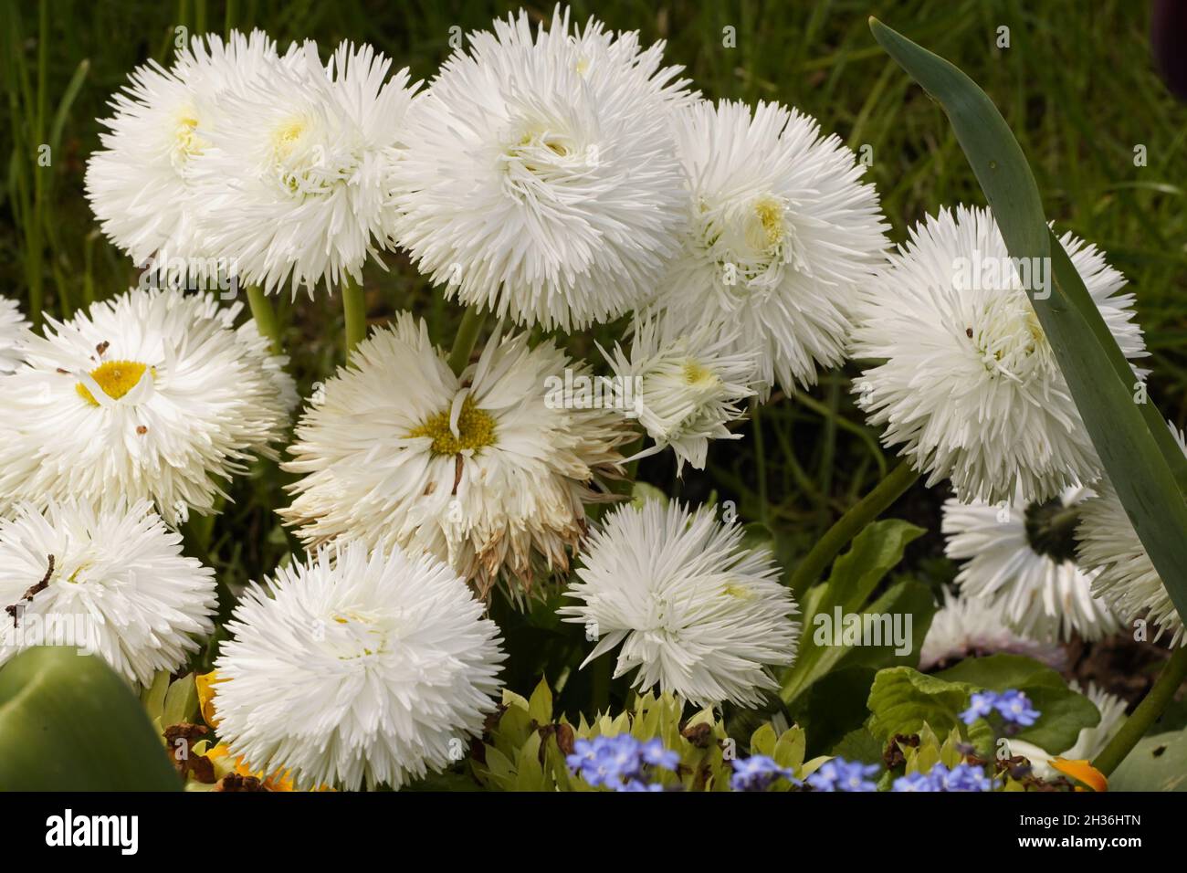 Blocchi di costruzione sulla natura, coltivato piante fiorite. Bellis Daisy Foto Stock