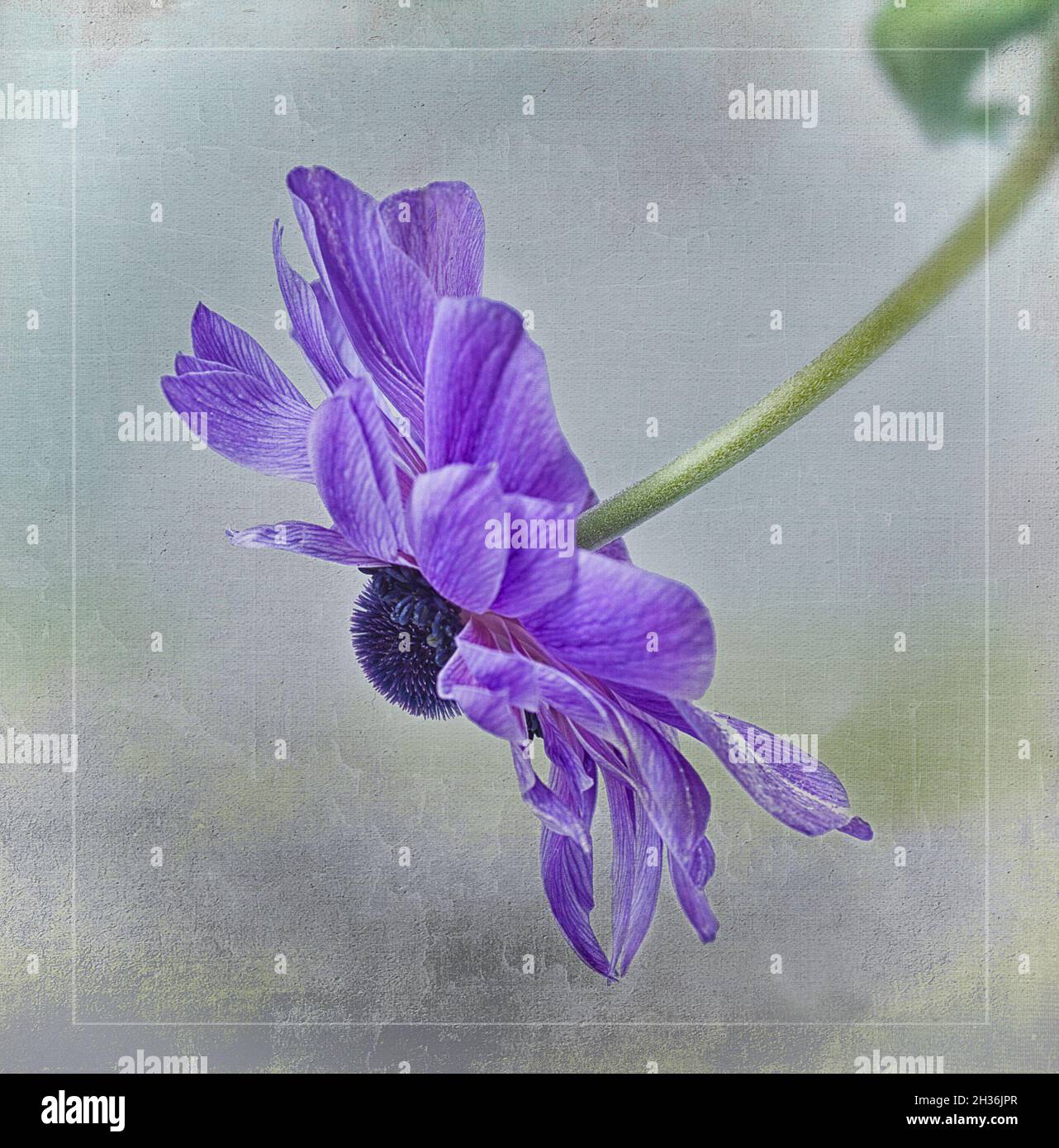 Coronaria anemone blu Foto Stock